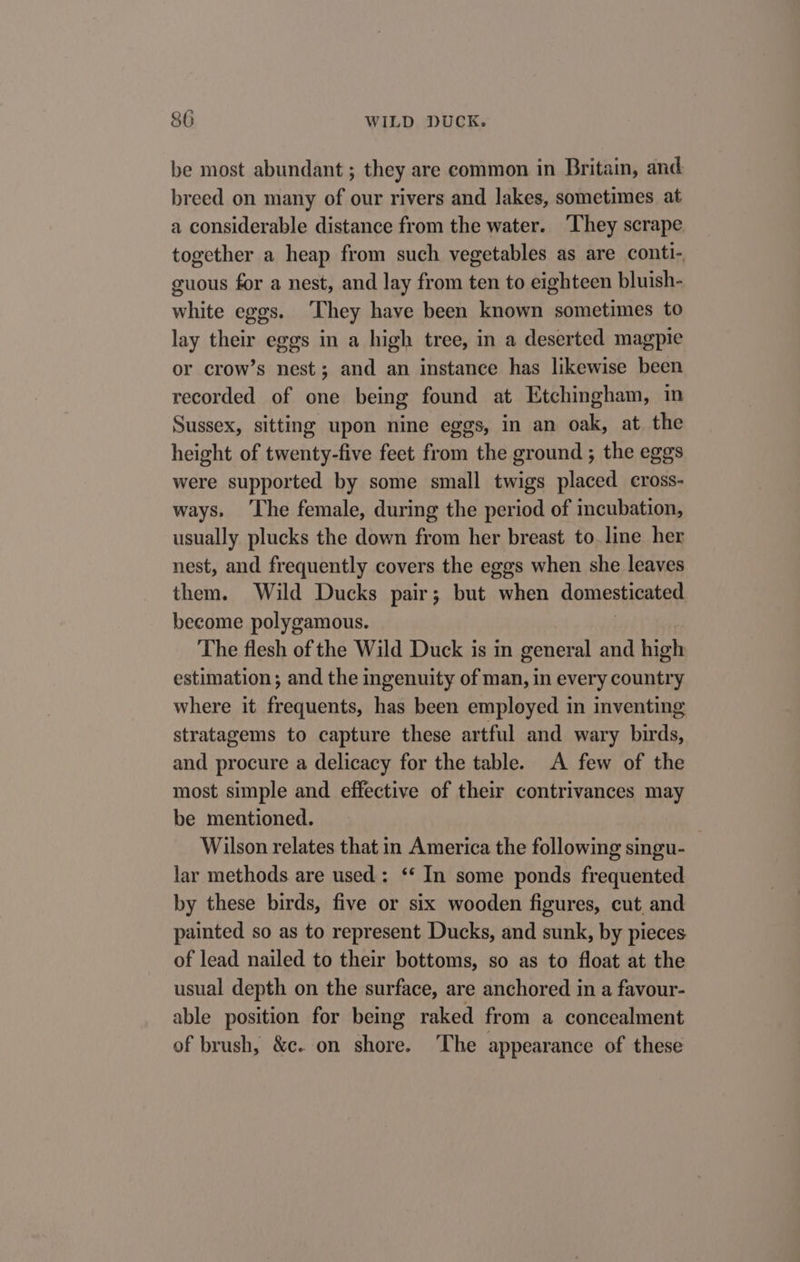 be most abundant ; they are common in Britain, and breed on many of our rivers and lakes, sometimes at a considerable distance from the water. ‘They scrape together a heap from such vegetables as are conti- guous for a nest, and lay from ten to eighteen bluish- white eggs. ‘They have been known sometimes to lay their eggs in a high tree, in a deserted magpie or crow’s nest; and an instance has likewise been recorded of one being found at Etchingham, in Sussex, sitting upon nine eggs, in an oak, at the height of twenty-five feet from the ground ; the eggs were supported by some small twigs placed cross- ways, ‘The female, during the period of incubation, usually plucks the down from her breast to. line her nest, and frequently covers the eggs when she leaves them. Wild Ducks pair; but when domesticated become polygamous. | The flesh of the Wild Duck is in general and high estimation; and the ingenuity of man, in every country where it frequents, has been employed in inventing stratagems to capture these artful and wary birds, and procure a delicacy for the table. A few of the most simple and effective of their contrivances may be mentioned. | Wilson relates that in America the following singu- lar methods are used: ‘*‘ In some ponds frequented by these birds, five or six wooden figures, cut and painted so as to represent Ducks, and sunk, by pieces of lead nailed to their bottoms, so as to float at the usual depth on the surface, are anchored in a favour- able position for being raked from a concealment of brush, &amp;c. on shore. The appearance of these