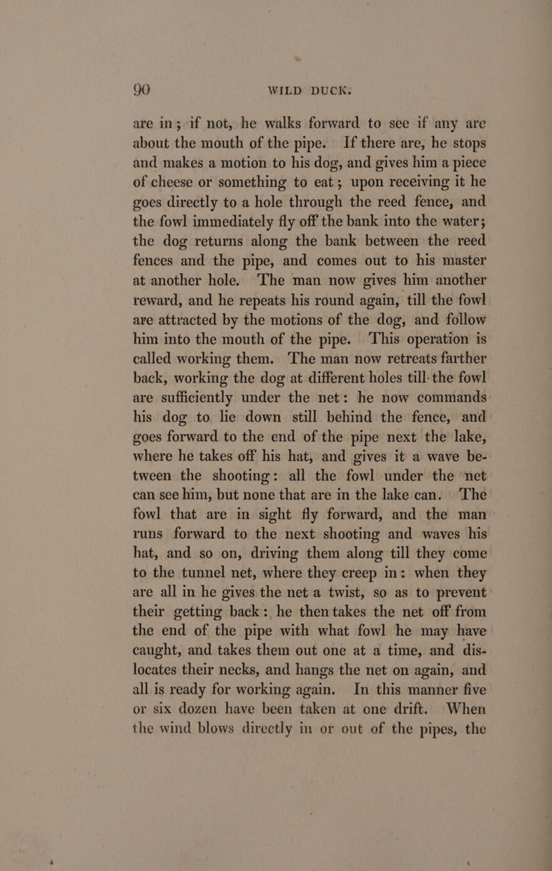 are in; if not, he walks forward to sce if any are about the mouth of the pipe. If there are, he stops and makes a motion to his dog, and gives him a piece of cheese or something to eat; upon receiving it he goes directly to a hole through the reed fence, and the fowl immediately fly off the bank into the water; the dog returns along the bank between the reed fences and the pipe, and comes out to his master at another hole. ‘The man now gives him another reward, and he repeats his round again, till the fowl are attracted by the motions of the dog, and follow him into the mouth of the pipe. ‘This operation is called working them. ‘The man now retreats farther back, working the dog at different holes till: the fowl are sufficiently under the net: he now commands his dog to lie down still behind the fence, and goes forward to the end of the pipe next the lake, where he takes off his hat, and gives it a wave be- tween the shooting: all the fowl under the ‘net can see him, but none that are in the lake can. ‘The fowl that are in sight fly forward, and the man- runs forward to the next shooting and waves his hat, and so on, driving them along till they come to the tunnel net, where they creep in: when they are all in he gives the net a twist, so as to prevent their getting back: he then takes the net off from the end of the pipe with what fowl he may have caught, and takes them out one at a time, and dis- locates their necks, and hangs the net on again, and all is ready for working again. In this manner five or six dozen have been taken at cne drift. When the wind blows directly in or out of the pipes, the