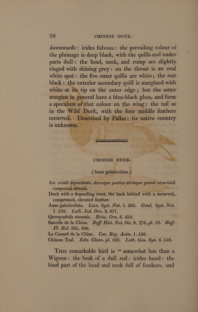 downwards : irides fulvous: the prevailing colour of the plumage is deep black, with the quills and under parts dull: the head, neck, and rump are slightly tinged with shining grey: on the throat is an oval white spot: the five outer quills are white; the rest black : the exterior secondary quill is margined with white at its tip on the outer edge; but the outer margins in general have a blue-black gloss, and form a speculum of that colour on the wing: the tail as in the Wild Duck, with the four middle feathers recurved, Described an Pallas: 2 its native country e ae Ce. ‘ ee &lt;i is unknown. —_— , 2: Sana ar.) iq ae Kon im - ‘ ‘| ' Ape SN Se my} A tar creas 3 } ee, th ne hh x Se  ca Be _ is Ay - aeX iD x MET is NAF hy _ i” ; Acme acai rs ee fr, = * CHINESE DUCK. (Anas Soe Mei | AN. crista dependente, dorsoque poy pore gins recurvatd compressa tlevata. Duck with a depending crest, the back behind with a erred: compressed, elevated feather. Anas galericulata. Linn. Syst. Nat. 1. 206. Gmel. Syst. Nat. 1.539. Lath. Ind. Orn. 2. 871. Querquedula sinensis. Briss. Orn. 6. 450. Sarcelle de la Chine. Buff. Hist. Nat. Ois. 9. 276. pl. 19. Buff: Pl, Enl. 805, 806. Le Canard de la Chine. Cuv. Reg. Anim. 1. 538. Chinese Teal. Edw. Glean. pl. 102. Lath. Gen. Syn. 6. 548. Tuis remarkable bird is ‘ somewhat less than a _Wigeon: the beak of a dull red: irides hazel: the hind part of the head and neck full of feathers, and