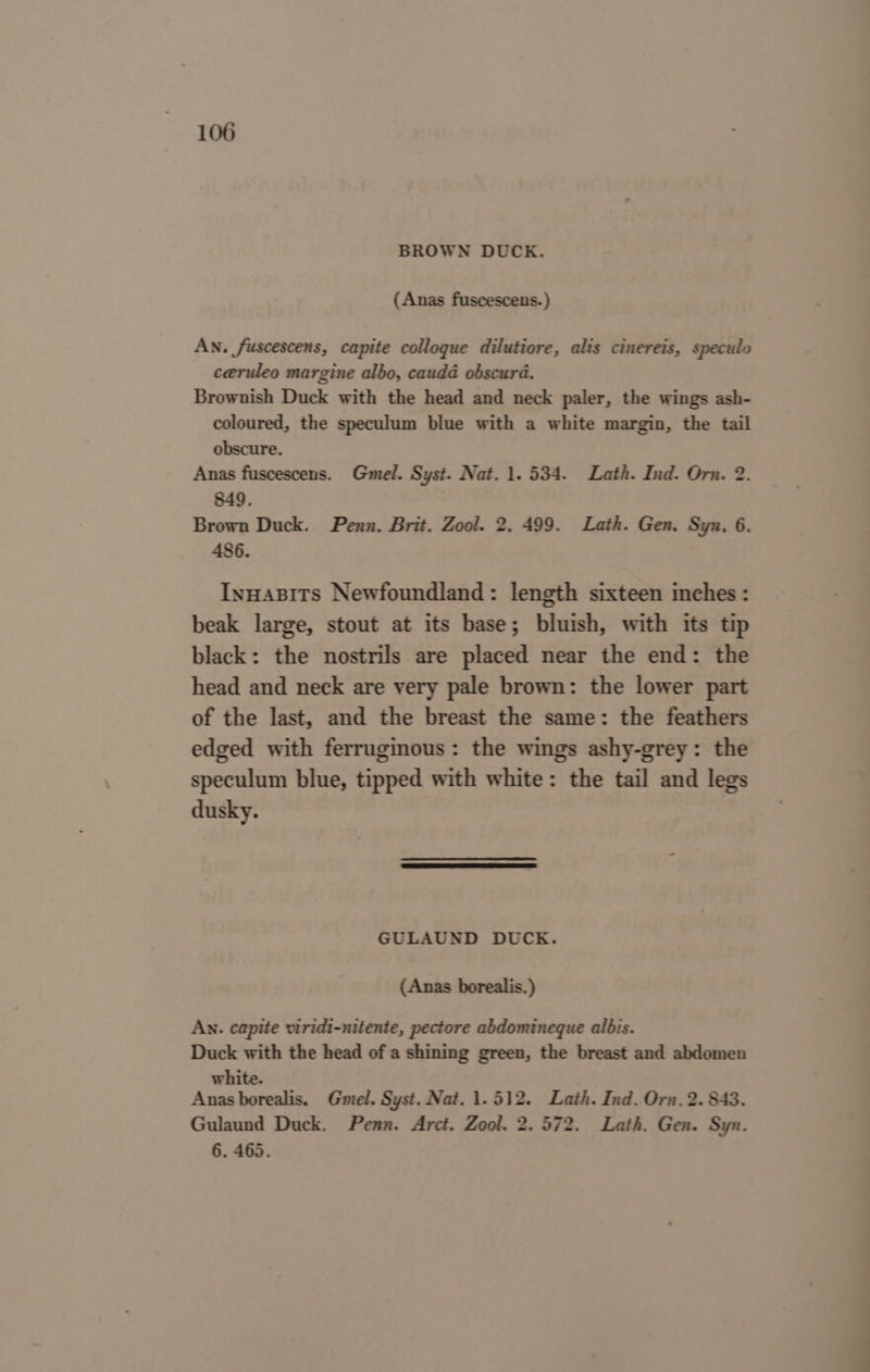 BROWN DUCK. (Anas fuscescens.) AN. fuscescens, capite collogue dilutiore, alts cinereis, speculo ceruleo margine albo, cauda obscura. Brownish Duck with the head and neck paler, the wings ash- coloured, the speculum blue with a white margin, the tail obscure. Anas fuscescens. Gmel. Syst. Nat. 1. 534. Lath. Ind. Orn. 2. 849. Brown Duck. Penn. Brit. Zool. 2. 499. Lath. Gen. Sya. 6. 486. Innasits Newfoundland: length sixteen inches : beak large, stout at its base; bluish, with its tip black: the nostrils are placed near the end: the head and neck are very pale brown: the lower part of the last, and the breast the same: the feathers edged with ferruginous: the wings ashy-grey: the speculum blue, tipped with white: the tail and legs dusky. GULAUND DUCK. (Anas borealis.) An. capite viridi-nitente, pectore abdomineque albis. Duck with the head of a shining green, the breast and abdomen white. Anas borealis. Gmel. Syst. Nat. 1.512. Lath. Ind. Orn. 2.843. Gulaund Duck. Penn. Arct. Zool. 2. 572. Lath. Gen. Syn. 6. 465. a