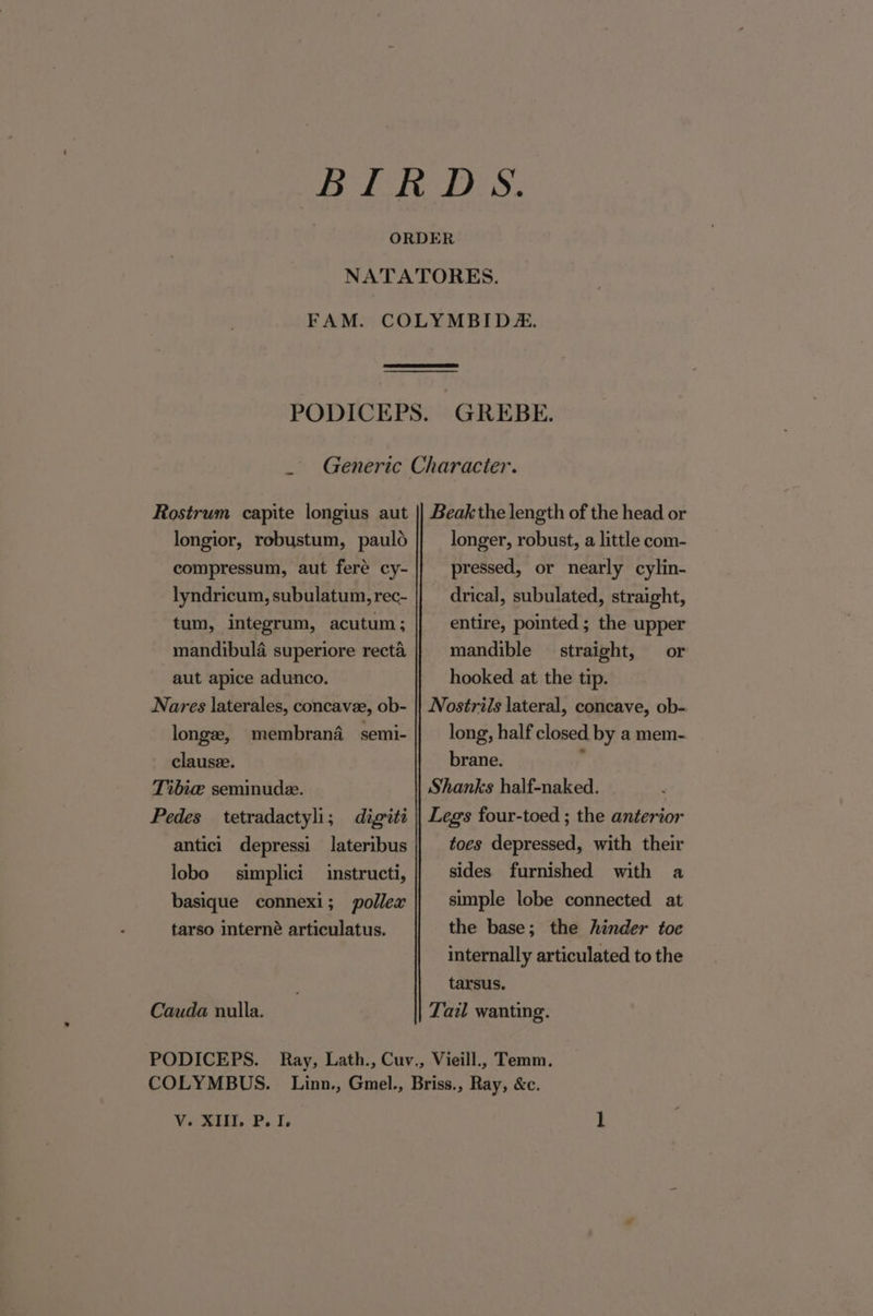 ORDER NATATORES. FAM. COLYMBIDZ. PODICEPS. GREBE. Generic Character. Rostrum capite longius aut || Beakthe length of the head or longior, robustum, pauld compressum, aut feré cy- lyndricum, subulatum, rec- tum, integrum, acutum; mandibula superiore recta aut apice adunco. longer, robust, a little com- pressed, or nearly cylin- drical, subulated, straight, entire, pointed ; the upper mandible straight, — or hooked at the tip. Nostrils lateral, concave, ob- long, half closed by a mem- Nares laterales, concavze, ob- longee, membrana semi- clause. brane. Tibie seminude. Shanks half-naked. Pedes tetradactyli; digiti || Legs four-toed ; the anterior antici depressi lateribus toes depressed, with their instructi, sides furnished with a simple lobe connected at the base; the hinder toe internally articulated to the tarsus. Tail wanting. lobo — simplici basique connexi; pollex tarso interné articulatus. Cauda nulla. PODICEPS. Ray, Lath., Cuv., Vieill., Temm. COLYMBUS. Linn., Gmel., Briss., Ray, &amp;c.