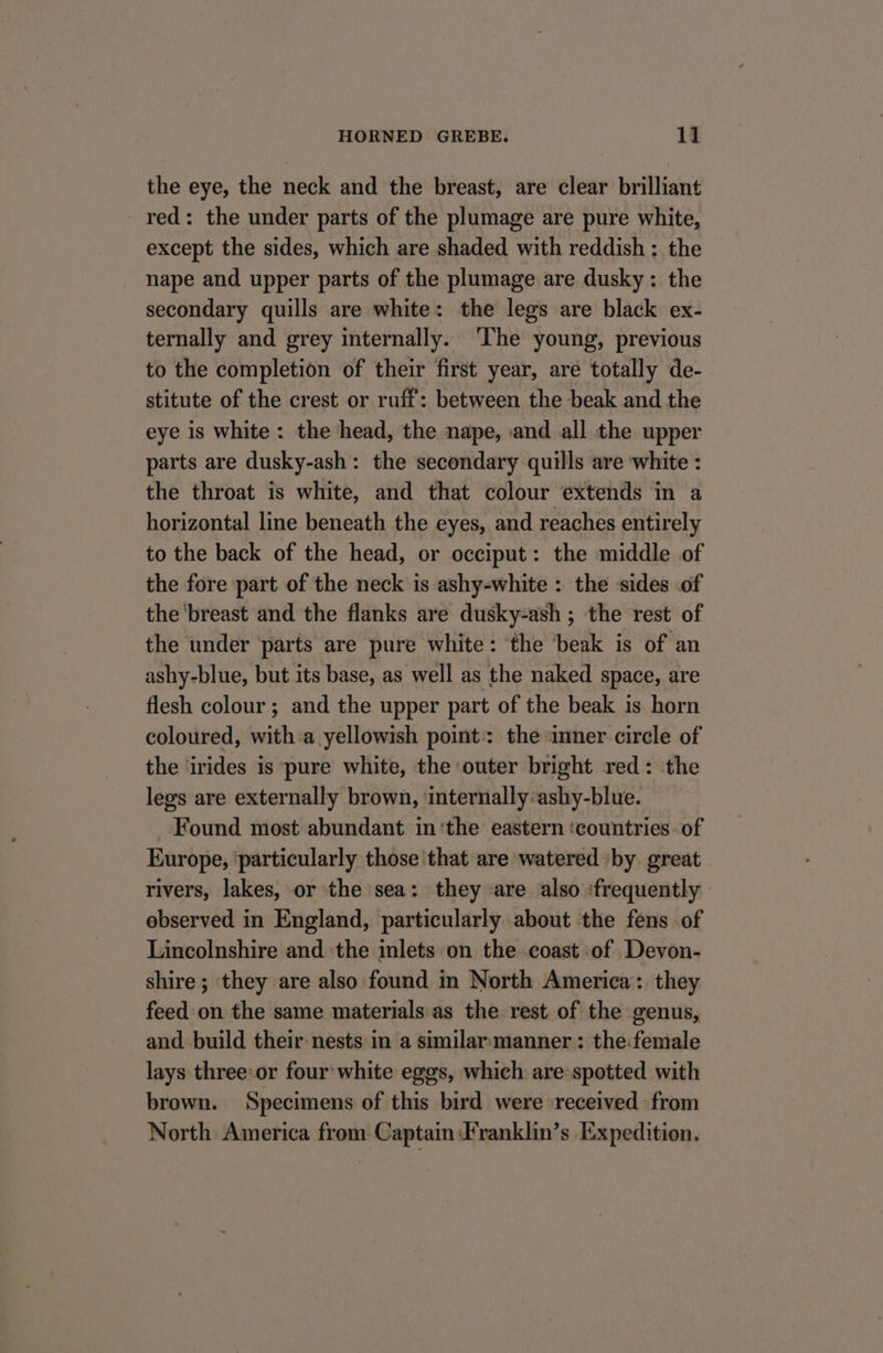 the eye, the neck and the breast, are clear brilliant - red: the under parts of the plumage are pure white, except the sides, which are shaded with reddish ; the nape and upper parts of the plumage are dusky: the secondary quills are white: the legs are black ex- ternally and grey internally. The young, previous to the completion of their first year, are totally de- stitute of the crest or ruff: between the beak and the eye is white : the head, the nape, .and all the upper parts are dusky-ash: the secondary quills are white : the throat is white, and that colour extends in a horizontal line beneath the eyes, and reaches entirely to the back of the head, or occiput: the middle of the fore part of the neck is ashy-white : the sides of the ‘breast and the flanks are dusky-ash ; the rest of the under parts are pure white: the beak is of an ashy-blue, but its base, as well as the naked space, are flesh colour; and the upper part of the beak is horn coloured, with:a yellowish point: the inner circle of the irides is pure white, the outer bright red: the legs are externally brown, internally:ashy-blue. Found most abundant in ‘the eastern ‘countries. of Europe, ‘particularly those that are watered ‘by great rivers, lakes, or the sea: they are also ‘frequently - observed in England, particularly about the fens of Lincolnshire and the inlets on the coast of Devon- shire; they are also found in North America: they feed on the same materials as the rest of the genus, and build their: nests in a similar: manner: the:female lays three:or four’ white eggs, which are-spotted with brown. Specimens of this bird were received from North America from Captain ‘Franklin’s Expedition.