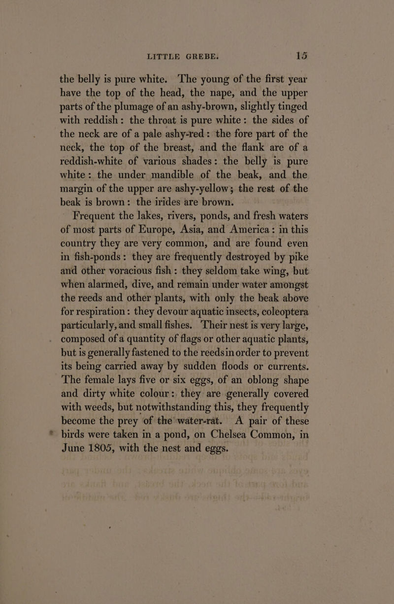the belly is pure white. ‘The young of the first year have the top of the head, the nape, and the upper parts of the plumage of an ashy-brown, slightly tinged with reddish: the throat is pure white: the sides of the neck are of a pale ashy-red: the fore part of the neck, the top of the breast, and the flank are of a reddish-white of various shades: the belly is pure white: the under mandible of the beak, and the margin of the upper are ashy-yellow; the rest of the beak is brown: the irides are brown. Frequent the lakes, rivers, ponds, and fresh waters of most parts of Europe, Asia, and America: in this country they are very common, and are found even in fish-ponds: they are frequently destroyed by pike and other voracious fish: they seldom take wing, but when alarmed, dive, and remain under water amongst the reeds and other plants, with only the beak above for respiration: they devour aquatic insects, coleoptera particularly, and small fishes. Their nest is very large, . composed of a quantity of flags or other aquatic plants, but is generally fastened to the reedsin order to prevent its being carried away by sudden floods or currents. The female lays five or six eggs, of an oblong shape and dirty white colour:. they are generally covered with weeds, but notwithstanding this, they frequently become the prey of the water-rat. A pair of these birds were taken in a pond, on Chelsea Common, in June 1805, with the nest and eggs.