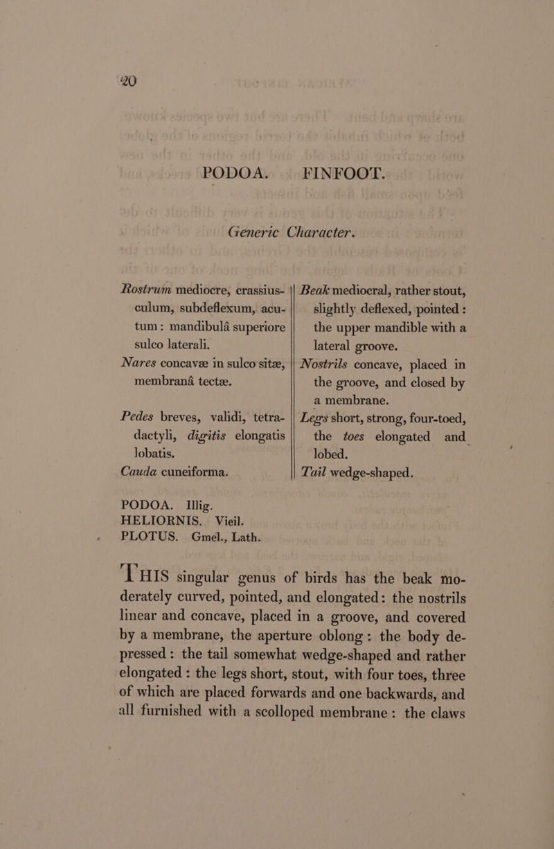 PODOA. FINFOOT. Generic Character. Rostrum mediocre, crassius- || Beak mediocral, rather stout, culum, subdeflexum,. acu- slightly deflexed, pointed : tum : mandibula superiore the upper mandible with a sulco lateral. lateral groove. Nares concave in sulco site, || Nostrils concave, placed in membrana tectze. the groove, and closed by a membrane. Pedes breves, validi, tetra- || Legs short, strong, four-toed, dactyli, digitis elongatis the toes elongated and lobatis. lobed. Cauda cuneiforma. Tail wedge-shaped. PODOA. _Illig. HELIORNIS. Vieil. PLOTUS. Gmel., Lath. ‘THis singular genus of birds has the beak mo- derately curved, pointed, and elongated: the nostrils linear and concave, placed in a groove, and covered by a membrane, the aperture oblong: the body de- pressed : the tail somewhat wedge-shaped and rather elongated : the legs short, stout, with four toes, three of which are placed forwards and one backwards, and all furnished with a scolloped membrane : the claws