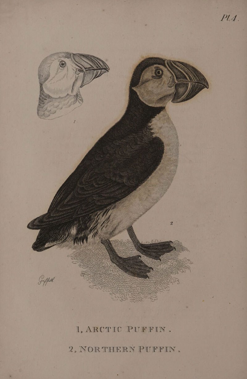Yi yyyl yf atti } \\ ‘ih l, ARCTIC PUFFIN . 2, NORTHERN PUFFIN.