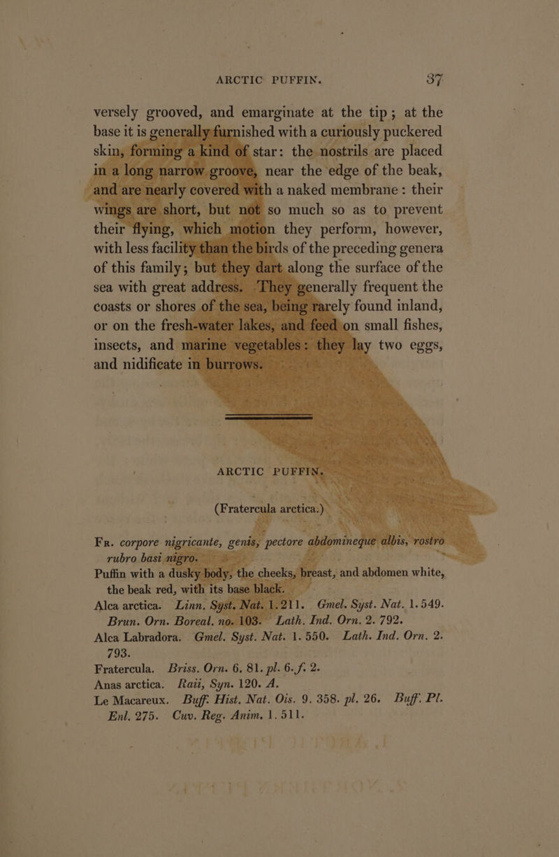 — urnished with a ct ously puckered ‘ nostrils are placed near the ‘edge of the beak, h a naked membrane : their so much so as to prevent they perform, however, rds of the preceding genera t along the surface of the renerally frequent the ely found inland, on small fishes, two eggs, Li base it 1s g enera chen with less facili® of this family 5 but sea with great. addres coasts or shores of the sea or on the fresh. vat insects, and marin pl and nidificate 1 eae Pm aie ARCTIC PUFFIN. : Fr. corpore. rubro. bast - ze bi ~ B3 | Puffin with a the cheeks ou ‘and abdomen white, Alca arctica. erie Y aya Alca Labradora. Gmel. Syst. Nat. 1. 550. Lath. Ind. Orn. 2. 793. Fratercula. Briss. Orn. 6, 81. pl. 6. f 2. Anas arctica. Razi, Syn. 120. A. Le Macareux. Buff: Hist. Nat. Ois. 9. 358. pl. 26. Buff. Pl. Enl. 275. Cuv. Reg. Anim. 1. 511. by *] hee aS ' ’ 4 e 4