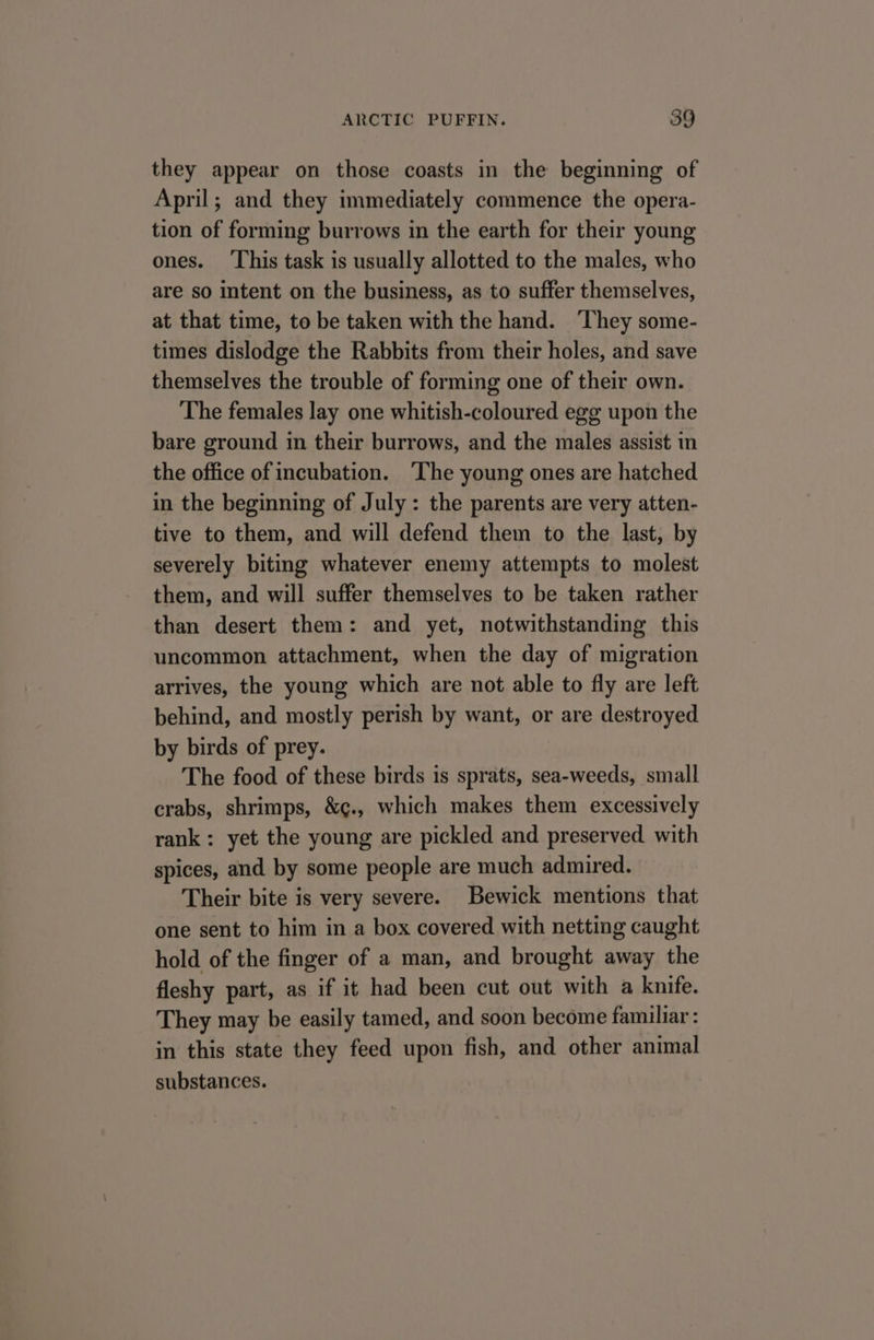 they appear on those coasts in the beginning of April; and they immediately commence the opera- tion of forming burrows in the earth for their young ones. ‘This task is usually allotted to the males, who are so intent on the business, as to suffer themselves, at that time, to be taken with the hand. ‘They some- times dislodge the Rabbits from their holes, and save themselves the trouble of forming one of their own. The females lay one whitish-coloured egg upon the bare ground in their burrows, and the males assist in the office of incubation. The young ones are hatched in the beginning of July: the parents are very atten- tive to them, and will defend them to the last, by severely biting whatever enemy attempts to molest them, and will suffer themselves to be taken rather than desert them: and yet, notwithstanding this uncommon attachment, when the day of migration arrives, the young which are not able to fly are left behind, and mostly perish by want, or are destroyed by birds of prey. The food of these birds is sprats, sea-weeds, small crabs, shrimps, &amp;¢., which makes them excessively rank: yet the young are pickled and preserved with spices, and by some people are much admired. Their bite is very severe. Bewick mentions that one sent to him in a box covered with netting caught hold of the finger of a man, and brought away the fleshy part, as if it had been cut out with a knife. They may be easily tamed, and soon become familiar: in this state they feed upon fish, and other animal substances.