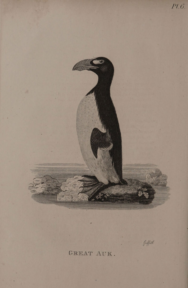 GREAT AUK.