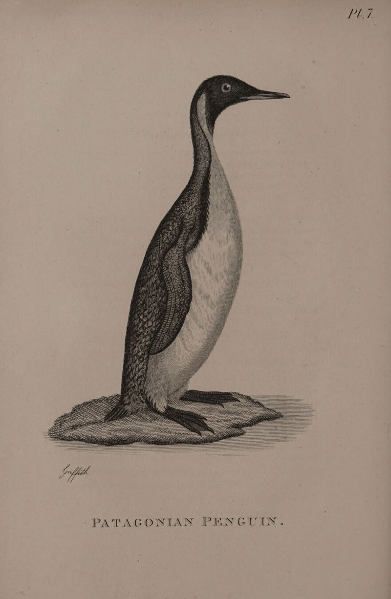 POT, \ p i Nl ‘i PATAGONIAN PENGUIN.