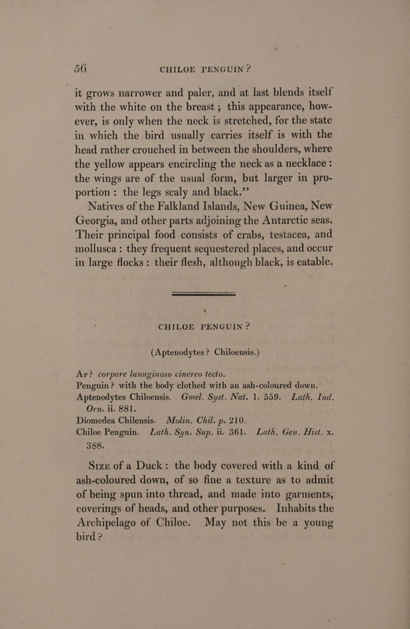 it grows narrower and paler, and at last blends itself with the white on the breast ; this appearance, how- ever, is only when the neck is stretched, for the state in which the bird usually carries itself is with the head rather crouched in between the shoulders, where the yellow appears encircling the neck as a necklace : the wings are of the usual form, but larger in pro- portion: the legs scaly and black.”’ Natives of the Falkland Islands, New Guinea, New Georgia, and other parts adjoining the Antarctic seas. Their principal food consists of crabs, testacea, and mollusca : they frequent sequestered places, and occur in large flocks: their flesh, although black, is eatable. CHILOE PENGUIN ? (Aptenodytes ? Chiloensis.) Ap? corpore lanuginoso cinereo tecto. Penguin? with the body clothed with an ash-coloured down. Aptenodytes Chiloensis. Gmel. Syst. Nat. 1. 559. Lath. Ind. Orn. ii. 881. Diomedea Chilensis. Molin. Chil. p. 210. Chiloe Penguin. Lath. Syn. Sup. iil. 361. Lath. Gen. Hist, x. 388. Size of a Duck: the body covered with a kind of ash-coloured down, of so fine a texture as to admit of being spun into thread, and made into garments, coverings of heads, and other purposes. Inhabits the Archipelago of Chiloe. May not this be a young bird ?