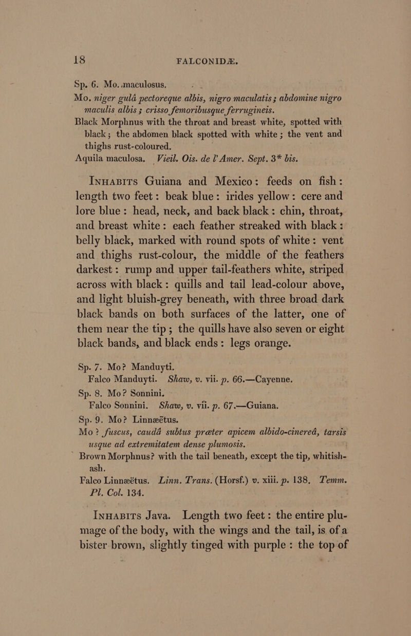 Sp. 6. Mo. anaculosus. Mo. niger guld pectoreque albis, nigro maculatis ; abdomine nigro maculis albis ; crisso femoribusque ferrugineis. Black Morphnus with the throat and breast white, spotted with black; the abdomen black spotted with white ; the vent and ebichs rust-coloured. Aquila maculosa. Vveil. Ois. de ? Amer. Sept. 3* bis. Innasits Guiana and Mexico: feeds on fish: length two feet: beak blue: irides yellow: cere and lore blue: head, neck, and back black : chin, throat, and breast white: each feather streaked with black : belly black, marked with round spots of white: vent and thighs rust-colour, the middle of the feathers darkest : rump and upper tail-feathers white, striped across with black: quills and tail lead-colour above, and light bluish-grey beneath, with three broad dark black bands on both surfaces of the latter, one of them near the tip; the quills have also seven or eight black bands, and black ends: legs orange. Sp- 7. Mo? Manduyti. Fale Manduyti. Shaw, v. vii. p. 66.—Cayenne. Sp. 8. Mo? Sonnini. Falco Sonnini. Shaw, v. vii. p. 67.—Guiana. Sp. 9. Mo? Linnzétus. Mo? fuscus, cauda subtus preter apicem albido-cinered, tarsis usque ad extremitatem dense plumosis. ’ Brown Morphnus? with the tail beneath, except the tip, Bhitedes ash. Falco Linnexétus. Linn. Trans. (Horsf.) ». xiii. p. 138, Temm. Pl, Col. 134. -Innastrs Java. Length two feet : the entire plu- mage of the body, with the wings and the tail, is of a bister brown, slightly tmged with purple : the top of