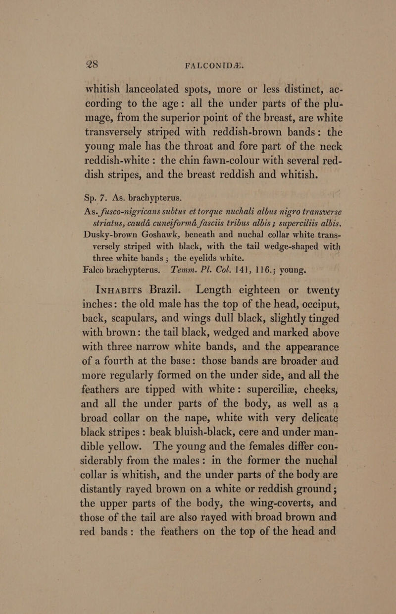 Q28 FALCONIDS&amp;. whitish lanceolated spots, more or less distinct, ac- cording to the age: all the under parts of the plu- mage, from the superior point of the breast, are white transversely striped with reddish-brown bands: the young male has the throat and fore part of the neck reddish-white : the chin fawn-colour with several red- dish stripes, and the breast reddish and whitish. Sp. 7. As. brachypterus. As. fusco-nigricans subtus et torque nuchali albus nigro transverse striatus, caudd cuneiform fasciis tribus albis ; superciliis albis. Dusky-brown Goshawk, beneath and nuchal collar white trans- versely striped with black, with the tail wedge-shaped with three white bands ; the eyelids white. Falco brachypterus. Zemm. Pl. Col. 141, 116.; young. Inuasits Brazil. Length eighteen or twenty inches: the old male has the top of the head, occiput, back, scapulars, and wings dull black, slightly tinged with brown: the tail black, wedged and marked above with three narrow white bands, and the appearance of a fourth at the base: those bands are broader and more regularly formed on the under side, and all the feathers are tipped with white: superciliz, cheeks, and all the under parts of the body, as well as a broad collar on the nape, white with very delicate black stripes : beak bluish-black, cere and under man- dible yellow. The young and the females differ con- siderably from the males: in the former the nuchal collar is whitish, and the under parts of the body are distantly rayed brown on a white or reddish ground ; the upper parts of the body, the wing-coverts, and those of the tail are also rayed with broad brown and red bands: the feathers on the top of the head and