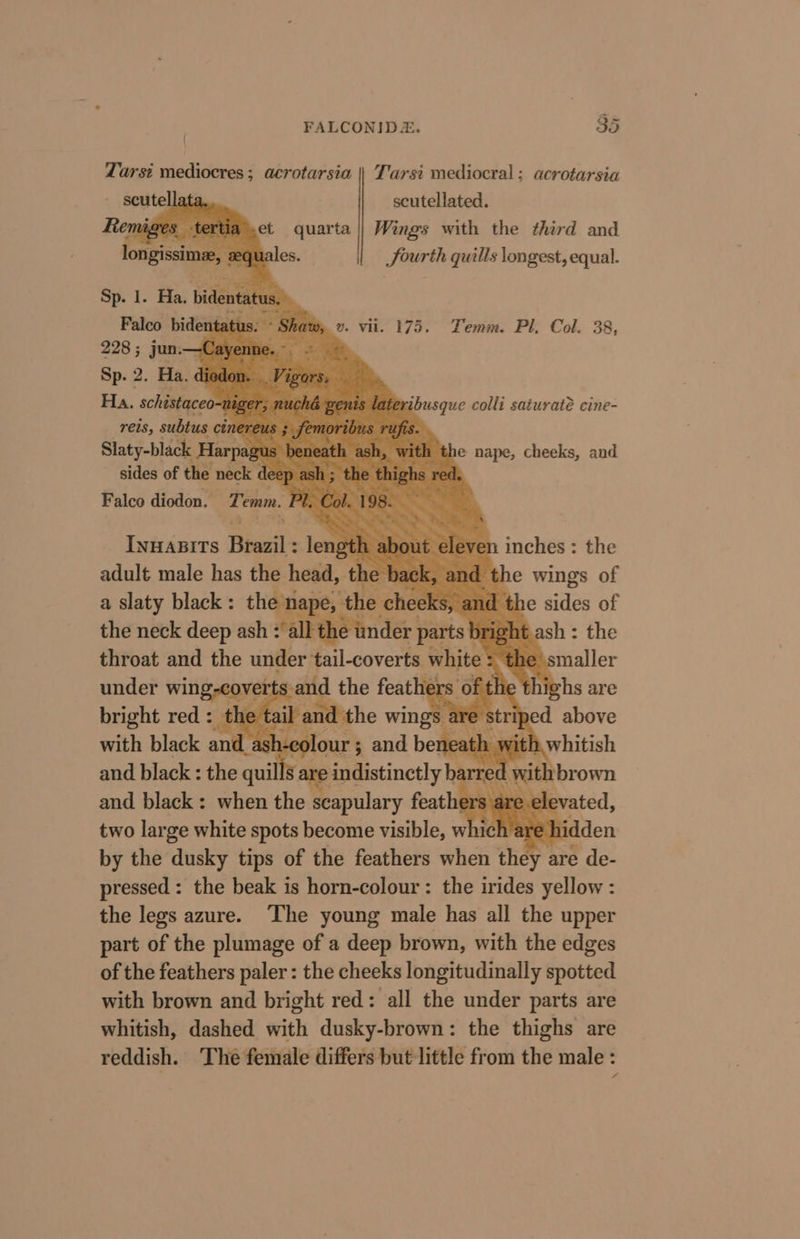 Zarsi mediocres; acrotarsia || T'arsi mediocral; acrotarsia scutellat scutellated. Remiges tertia.ct quarta || Wings with the third and longissimee, aequales. Sourth quills longest, equal. Sp. 1. Ha. bidentatus Falco bidentatus. 228 ; jun. -Cayen Sp. 2. Ha. d Ha. schistaceo-n reis, subtus cin ufis. Slaty-black ens 4 with the nape, cheeks, and vw. vit. 175. Temm. Pl. Col. 38, | lateribusque colli saturate cine- % ay c- Falco diodon. Tein. Pee Inuanits Brazil: lengt sn inches : the adult male has the head, the id the wings of a slaty black : the nap ¢, the chee ks, and the sides of the neck deep ash mal ege der parts b bright ash : the throat and the under tail-coverts white : the smaller : i ighs are bright red: th 2 ta i and the wings a rm ei above with black and a sh-colour ; and beneath w h ayy hitish and black: the qui indistinctly b : ed and black: when the scapulary fear ae are ele two large white spots become visible, which are hi by the dusky tips of the feathers when they Ss de- pressed: the beak is horn-colour : the irides yellow : the legs azure. ‘The young male has all the upper part of the plumage of a deep brown, with the edges of the feathers paler: the cheeks longitudinally spotted with brown and bright red: all the under parts are whitish, dashed with dusky-brown: the thighs are reddish. ‘The female differs but little from the male :