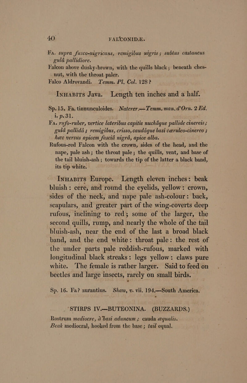 Ba. supra fusco-nigricans, remigibus nigris; subtus castaneus gulé pallidiore. Falcon above dusky-brown, with the quills black ; beneath ches- nut, with the throat paler. Falco Aldrovandi. Temm. Pl, Col. 128? Innazits Java. Length ten inches and a half. Sp.15. Fa. tinnunculoides. Naterer —Temm.man.d'Orn. 2 Ed. Pn Fa. rufo-ruber, vertice lateribus capitis nuchaque pallide cinereis ; guld pallida ; remigibus, crisso, cauddque basi ceruleo-cinereo ; ick versus apicem fascia nigra, apice alba. Rufous-red Falcon with the crown, sides of the head, and the nape, pale ash; the throat pale; the quills, vent, and base of the tail bluish-ash ; towards the tip of the latter a black band, its tip white. Innasits Europe. Length eleven inches: beak bluish: cere, and round the eyelids, yellow: crown, sides of the neck, and nape pale ash-colour: back, scapulars, and greater part of the wing-coverts deep rufous, inclining to red; some of the larger, the second quills, rump, and nearly the whole of the tail bluish-ash, near the end of the last a broad black band, and the end white: throat pale: the rest of the under parts pale reddish-rufous, marked with longitudinal black streaks: legs yellow: claws pure white. ‘The female is rather larger. Said to feed on beetles and large insects, rarely on small birds. Sp. 16. Fa? aurantius. Shaw, v. vii. 194.—South America. ‘STIRPS IV.—BUTEONINA. (BUZZARDS.) Rostrum mediocre, a bast aduncum ; cauda equalis. Beak mediocral, hooked from the base ; taz/ equal.