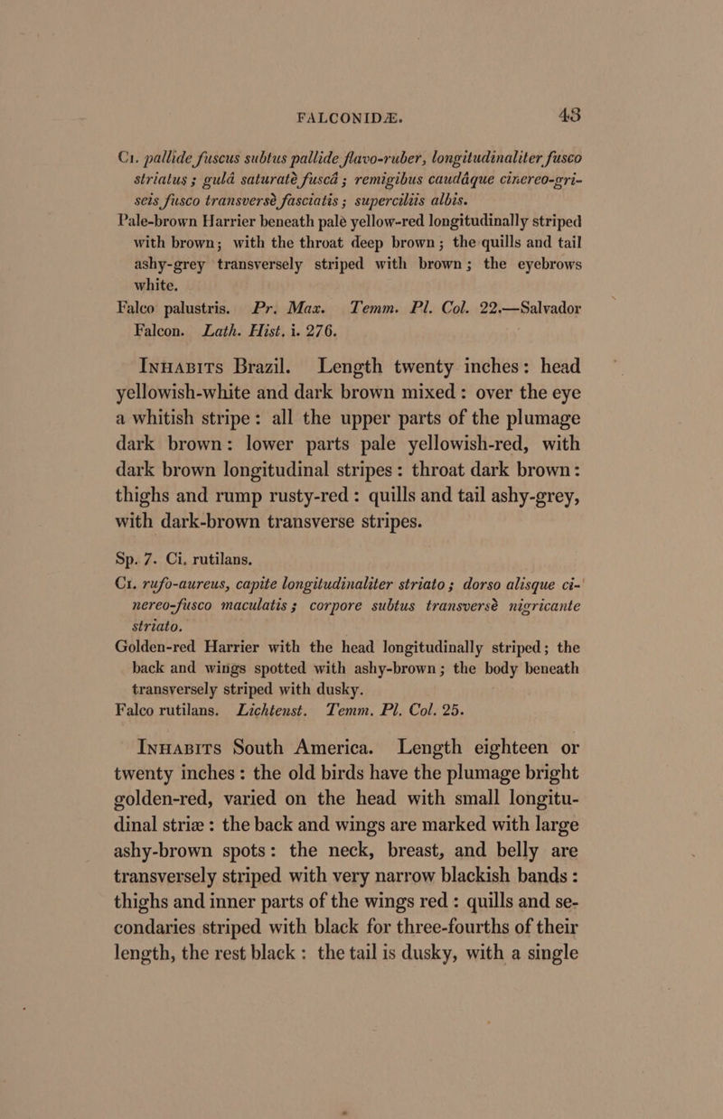 C1. pallide fuscus subtus pallide flavo-ruber, longitudinaliter fusco striatus 3 guld saturate fusca ; remigibus cauddque cinereo-gri- seis fusco transverse fasciatis ; supercilits albis. Pale-brown Harrier beneath pale yellow-red longitudinally striped with brown; with the throat deep brown; the quills and tail ashy-grey transversely striped with brown; the eyebrows white. Falco palustris. Pr. Max. Temm. Pl. Col. 22.—Salvador Falcon. Lath. Hist, i. 276. | Inuasits Brazil. Length twenty inches: head yellowish-white and dark brown mixed : over the eye a whitish stripe: all the upper parts of the plumage dark brown: lower parts pale yellowish-red, with dark brown longitudinal stripes: throat dark brown: thighs and rump rusty-red : quills and tail ashy-grey, with dark-brown transverse stripes. Sp. 7. Ci. rutilans. C1. rufo-aureus, capite longitudinaliter striato ; dorso alisque ci-' nereo-fusco maculatis ; corpore subtus transversé nigricante striato. . Golden-red Harrier with the head longitudinally striped; the back and wings spotted with ashy-brown ; the raey beneath transversely striped with dusky. Falco rutilans. Lichtenst. Temm. Pl. Col. 25. Inuasits South America. Length eighteen or twenty inches: the old birds have the plumage bright golden-red, varied on the head with small longitu- dinal striz : the back and wings are marked with large ashy-brown spots: the neck, breast, and belly are transversely striped with very narrow blackish bands : thighs and inner parts of the wings red : quills and se- condaries striped with black for three-fourths of their length, the rest black : the tail is dusky, with a single