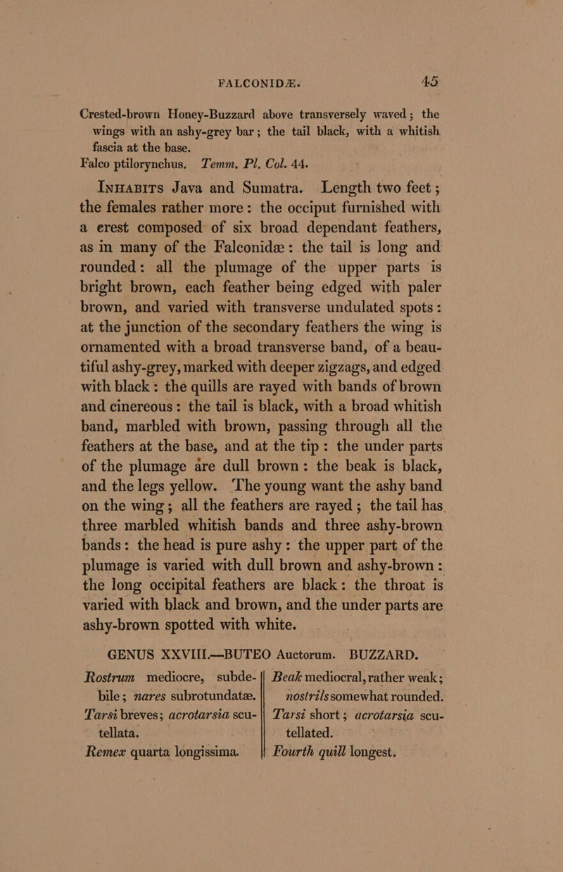 Crested-brown Honey-Buzzard above transversely waved; the wings with an ashy-grey bar; the tail black, with a whitish fascia at the base. Falco ptilorynchus. Temm. Pl. Col. 44. : Inuapits Java and Sumatra. Length two feet ; the females rather more: the occiput furnished with a erest composed of six broad dependant feathers, as in many of the Falconide: the tail is long and rounded: all the plumage of the upper parts is bright brown, each feather being edged with paler brown, and varied with transverse undulated spots : at the junction of the secondary feathers the wing is ornamented with a broad transverse band, of a beau- tiful ashy-grey, marked with deeper zigzags, and edged with black : the quills are rayed with bands of brown and cinereous: the tail is black, with a broad whitish band, marbled with brown, passing through all the feathers at the base, and at the tip: the under parts of the plumage are dull brown: the beak is black, and the legs yellow. The young want the ashy band on the wing; all the feathers are rayed ; the tail has. three marbled whitish bands and three ashy-brown bands: the head is pure ashy: the upper part of the plumage is varied with dull brown and ashy-brown : the long occipital feathers are black: the throat is varied with black and brown, and the under parts are ashy-brown spotted with white. GENUS XXVIII.—BUTEO Auctorum. BUZZARD. Rostrum mediocre, subde- || Beak mediocral,rather weak; bile; xares subrotundate. |} —nostri/ssomewhat rounded. Tarsi breves; acrotarsia scu- || Tarsz short; acrotarsia scu- tellata. : | tellated. | 3 Remex quarta longissima. || Fourth quill longest.