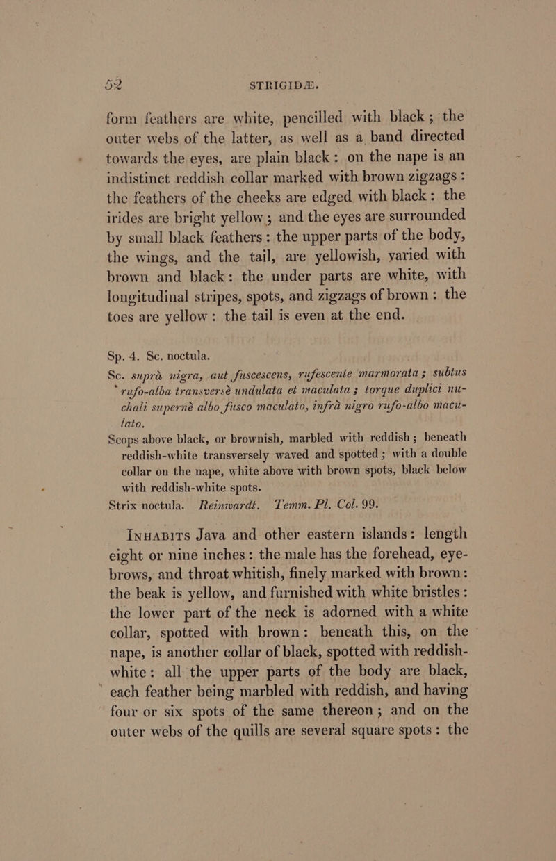 form feathers are white, pencilled with black ; the outer webs of the latter, as well as a band directed towards the eyes, are plain black: on the nape is an indistinct reddish collar marked with brown zigzags : the feathers of the cheeks are edged with black: the irides are bright yellow; and the cyes are surrounded by small black feathers: the upper parts of the body, the wings, and the tail, are yellowish, varied with brown and black: the under parts are white, with longitudinal stripes, spots, and zigzags of brown : the toes are yellow: the tail is even at the end. Sp. 4. Sc. noctula. Sc. supra nigra, aut fuscescens, rufescente marmorata ; subtus : rufo-alba transverse undulata et maculata ; torque duplict nu- chali superné albo fusco maculato, infra nigro rufo-albo macu- lato. Scops above black, or brownish, marbled with reddish ; beneath reddish-white transversely waved and spotted ; with a double collar on the nape, white above with brown spots, black below with reddish-white spots. Strix noctula. Reinwardt. Temm. Pl. Col. 99. InuABits Java and other eastern islands: length eight or nine inches: the male has the forehead, eye- brows, and throat whitish, finely marked with brown: the beak is yellow, and furnished with white bristles : the lower part of the neck is adorned with a white collar, spotted with brown: beneath this, on the nape, is another collar of black, spotted with reddish- white: all the upper parts of the body are black, ’ each feather being marbled with reddish, and having four or six spots of the same thereon; and on the outer webs of the quills are several square spots: the