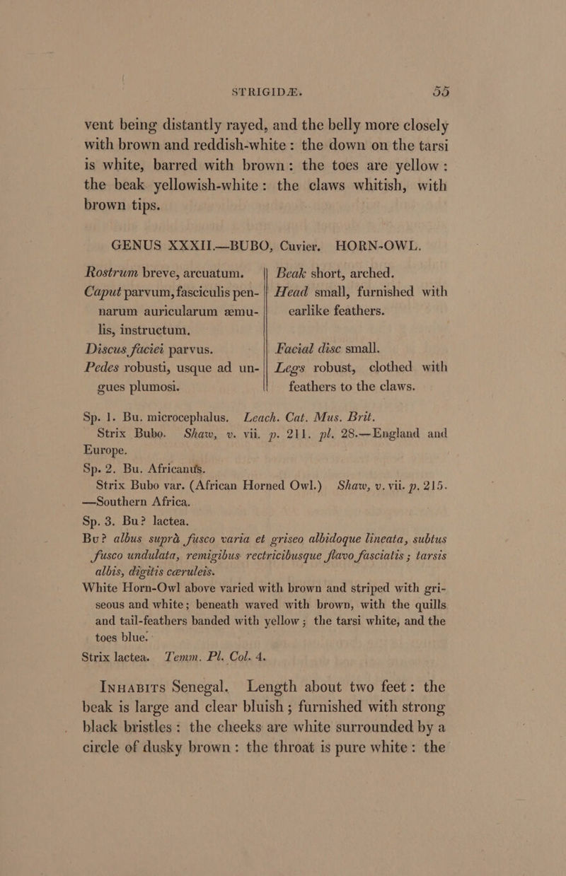 vent being distantly rayed, and the belly more closely with brown and reddish-white : the down on the tarsi is white, barred with brown: the toes are yellow: the beak. yellowish-white: the claws whitish, with brown tips. | GENUS XXXII.—BUBO, Cuvier. HORN-OWL. Rostrum breve, arcuatum. Beak short, arched. Caput parvum, fasciculis pen- | Head small, furnished with narum auricularum semu- earlike feathers. lis, instructum. Discus faciet parvus. Facial disc small. Pedes robusti, usque ad un-|| Legs robust, clothed with gues plumosi. feathers to the claws. Sp. 1. Bu. microcephalus, Leach. Cat. Mus. Brit. Strix Bubo. Shaw, v. vii. p. 211. pl, 28.—England and Europe. Sp. 2. Bu. Africanus. Strix Bubo var. (African Horned Owl.) Shaw, v. vil. p. 215. —Southern Africa. Sp. 3. Bu? lactea. Bu? albus supra fusco varia et griseo albidoque lineata, subtus fusco undulata, remigibus rectricibusque flavo fasciatis ; tarsis albis, digitis ceruleis. White Horn-Owl above varied with brown and striped with gri- seous and white; beneath waved with brown, with the quills. and tail-feathers banded with yellow; the tarsi white, and the toes blue. ° Strix lactea. Temm. Pl. Col. 4. Inuasits Senegal. Length about two feet: the beak is large and clear bluish ; furnished with strong black bristles: the cheeks are white surrounded by a circle of dusky brown: the throat 1s pure white: the