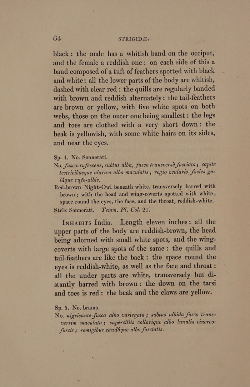 black: the male has a whitish band on the occiput, and the female a reddish one: on each side of this a band composed of a tuft of feathers spotted with black and white: all the lower parts of the body are whitish, - dashed with clear red : the quills are regularly banded with brown and reddish alternately: the tail-feathers are brown or yellow, with five white spots on both webs, those on the outer one being smallest : the legs and toes are clothed with a very short down: the | beak is yellowish, with some white hairs on its sides, and near the eyes. Sp. 4. No. Sonnerati. No. fusco-rufescens, subtus alba, fusco transverse fasciata; capite tectricibusque alarum albo maculatis ; regio ocularis, facies gu- laque rufo-albis. Red-brown Night-Owl beneath white, transversely barred with brown; with the head and wing-coverts spotted with white ; space round the eyes, the face, and the throat, reddish-white. Strix Sonnerati. Zemm. Pl. Col. 21. Inuasits India. Length eleven inches: all the upper parts of the body are reddish-brown, the head being adorned with small white spots, and the wing- coverts with large spots of the same: the quills and tail-feathers are like the back: the space round the eyes is reddish-white, as well as the face and throat : all the under parts are white, transversely but di- stantly barred with brown: the down on the tarsi and toes is red: the beak and the claws are yellow. Sp. 5. No. brama. No. nigricante-fusca albo variegata ; subtus albida fusco trans- versim maculata; superciliis collarique albo lunulis cinereo- fuscis ; remigibus caudaque albo fasciatis.