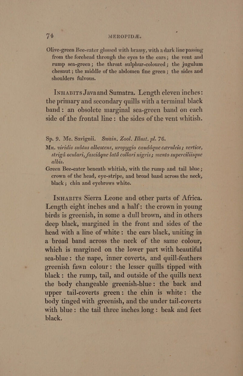 Olive-green Bee-eater glossed with brassy, with a dark line passing from the forehead through the eyes to the ears; the vent and rump sea-green; the throat sulphur-coloured; the jugulum chesnut ; the middle of the abdomen fine green; the sides and shoulders fulvous. Inuapits Javaand Sumatra. Length eleven inches: the primary and secondary quills with a terminal black band: an obsolete marginal sea-green band on each side of the frontal line: the sides of the vent whitish. Sp. 9. Me. Savignii. Swain. Zool. Illust. pl. 76. ME. wiridis subius albescens, uropygio cauddque ceruleis ; vertice, strigé oculart, fasciaque lata collari nigris ; mento superciliisque albis. Green Bee-eater beneath whitish, with the rump and tail blue ; crown of the head, eye-stripe, and broad band across the neck, black ; chin and eyebrows white. Inwasits Sierra Leone and other parts of Africa. Length eight inches and a half: the crown in young birds is greenish, in some a dull brown, and in others deep black, margined in the front and sides of the head with a line of white: the ears black, uniting in a broad band across the neck of the same colour, which is margined on the lower part with beautiful sea-blue: the nape, inner coverts, and quill-feathers greenish fawn colour: the lesser quills tipped with black: the rump, tail, and outside of the quills next the body changeable greenish-blue: the back and upper tail-coverts green: the chin is white: the body tinged with greenish, and the under tail-coverts with blue: the tail three inches long: beak and feet black.