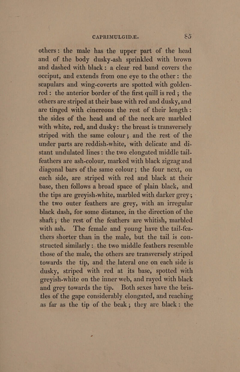 others: the male has the upper part of the head and of the body dusky-ash sprinkled with brown and dashed with black: a clear red band covers the occiput, and extends from one eye to the other: the scapulars and wing-coverts are spotted with golden- red: the anterior border of the first quill is red ; the others are striped at their base with red and dusky, and are tinged with cinereous the rest of their length: the sides of the head and of the neck are marbled with white, red, and dusky: the breast is transversely striped with the same colour; and the rest of the under parts are reddish-white, with delicate and di- stant undulated lines: the two elongated middle tail- feathers are ash-colour, marked with black zigzag and diagonal bars of the same colour; the four next, on each side, are striped with red and black at their base, then follows a broad space of plain black, and the tips are greyish-white, marbled with darker grey ; the two outer feathers are grey, with an irregular black dash, for some distance, in the direction of the shaft ; the rest of the feathers are whitish, marbled with ash. ‘The female and young have the tail-fea- thers shorter than in the male, but the tail is con- structed similarly : the two middle feathers resemble those of the male, the others are transversely striped towards the tip, and the lateral one on each side is dusky, striped with red at its base, spotted with ereyish-white on the mner web, and rayed with black and grey towards the tip. Both sexes have the bris- tles of the gape considerably elongated, and reaching as far as the tip of the beak; they are black: the
