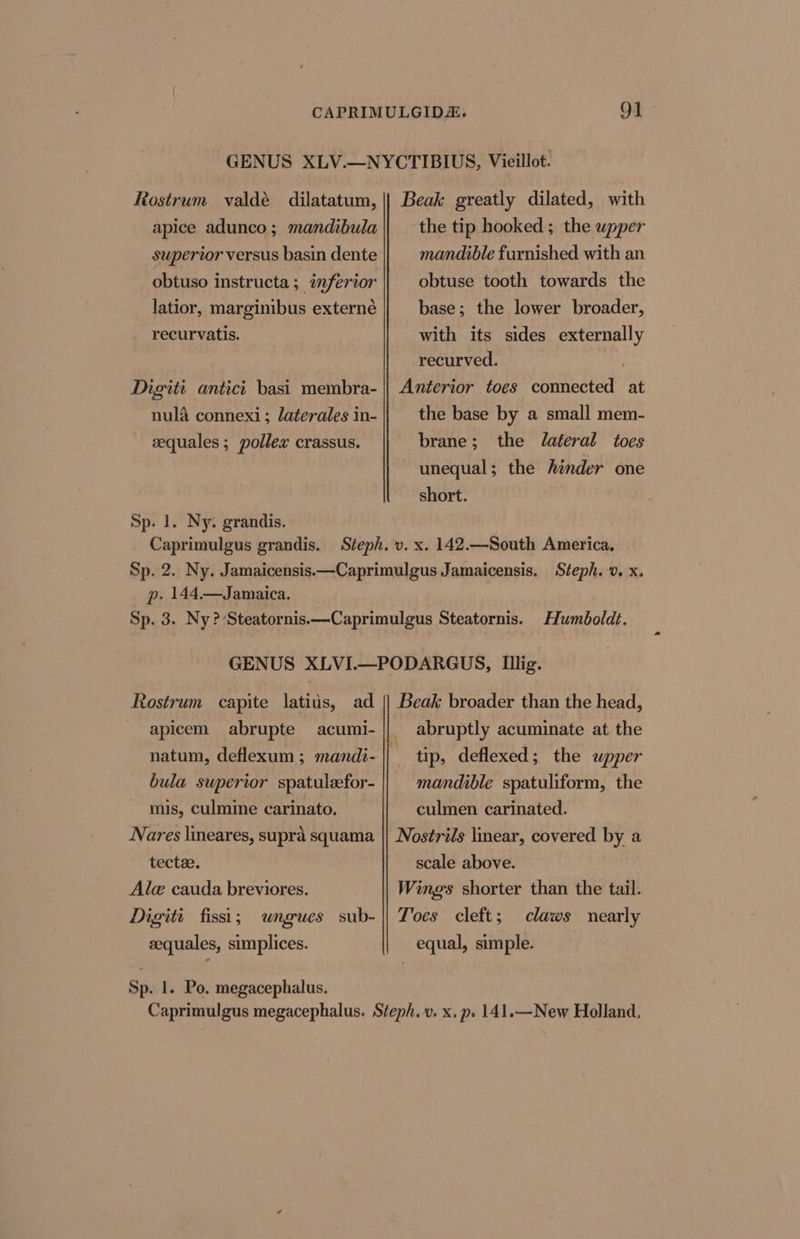 Rostrum valdé apice adunco; mandibula dilatatum, obtuso instructa; inferior latior, marginibus externe recurvatis. Digiti antici basi membra- nula connexi; laterales in- eequales ; pollex crassus. Sp. 1. Ny. grandis. Caprimulgus grandis. Beak greatly dilated, with the tip hooked ; the upper mandible furnished with an obtuse tooth towards the base; the lower broader, with its sides externally recurved. . Anterior toes connected at the base by a small mem- the lateral toes unequal; the hinder one brane ; short. p. 144.—Jamaica. Humboldt. Rostrum capite latius, ad apicem abrupte natum, deflexum ; mandi- bula superior spatuleefor- mis, culmine carinato. Nares lineares, supra squama tectze. Ale cauda breviores. Digit fissi; ungues sub- equales, simplices. Sp. 1. Po. megacephalus. Beak broader than the head, abruptly acuminate at the tip, deflexed; the upper mandible spatuliform, the culmen carinated. Nostrils linear, covered by a scale above. Wings shorter than the tail. Toes cleft; equal, simple. claws nearly