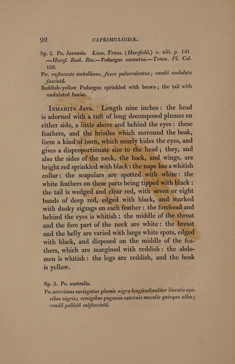 Sp. Z. Po. Javensis. Linn. Trans. (Horsfield,) - xii. p. 141. Ea Hates Zool. Res.—Podargus cornutus.—Temm. Pl. Col. 159. Po. rufescente isabellinus, fusco pulverulentus ; caudd undulato fasciata. Reddish-yellow Podargus speintled with brown; the tail with undulated fasciee. | Iveanree Tait ‘Length nine inches: the head is adorned with a tuft of long decomposed plumes on either side, a little above and behind the eyes: these feathers, and the pristles which surround the beak, form a kind of horn, which nearly | hides the eyes, and gives a disproportionate : size to the head ; they, and also the sides of the neck, the back, and wings, are bright red sprinkled with black: i wet a whitish © the tail is wedged and clear red, with s ven bands of deep red, edged with black, ‘and ‘marked with dusky zigzags on each feather : the forehead and behind the eyes is whitish: the middle of the throat and the fore part of the neck are white: the br and the belly are varied with large white spots, edg ay with black, and disposed on the middle of the fea- thers, which are margined with reddish: the abdo- men is whitish: the legs are reddish, and the beak is yellow. Sp. 3. Po. australis. Po.aterrimus variegatus plumis nigro longitudinaliter lineatis api- cibus nigris; remigibus pogoniis externts maculis guingue albis caudé pallida subfasciata.