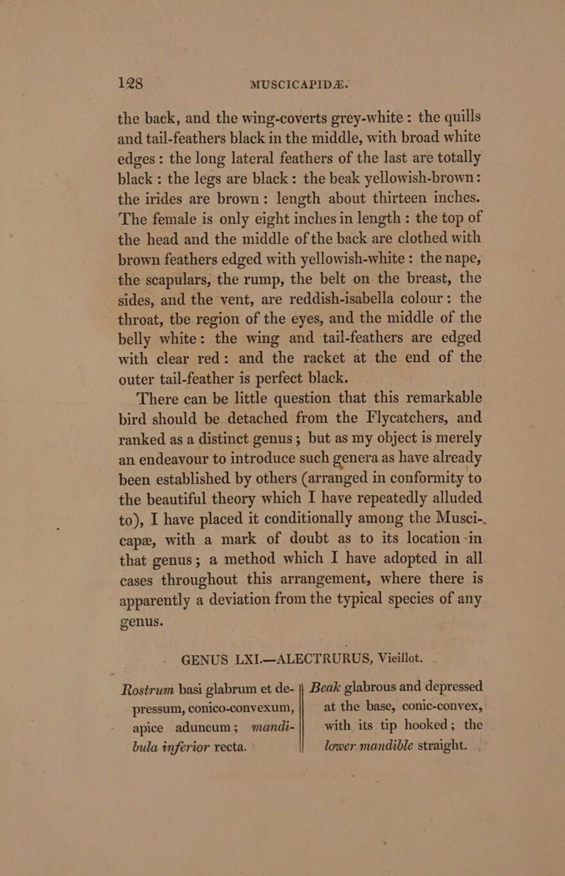 the back, and the wing-coverts grey-white : the quills and tail-feathers black in the middle, with broad white edges: the long lateral feathers of the last are totally black : the legs are black: the beak yellowish-brown: the irides are brown: length about thirteen inches. The female is only eight inches in length : the top of the head and the middle of the back are clothed with brown feathers edged with yellowish-white : the nape, the scapulars, the rump, the belt on the breast, the sides, and the vent, are reddish-isabella colour: the throat, tbe region of the eyes, and the middle of the belly white: the wing and tail-feathers are edged with clear red: and the racket at the end of the outer tail-feather is perfect black. There can be little question that this remarkable bird should be detached from the Flycatchers, and ranked as a distinct genus; but as my object is merely an endeavour to introduce such genera as have already been established by others (arranged in conformity to the beautiful theory which I have repeatedly alluded to), I have placed it conditionally among the Musci-. capex, with a mark of doubt as to its location -in that genus; a method which I have adopted in all cases throughout this arrangement, where there is apparently a deviation from the typical species of any genus. GENUS LXI.—ALECTRURUS, Vieillot. - Rostrum basi glabrum et de- || Beak glabrous and depressed. pressum, conico-convexum, at the base, conic-convex, apice aduncum; mandi- with its tip hooked; the bula inferior recta. ° lower mandible straight. .