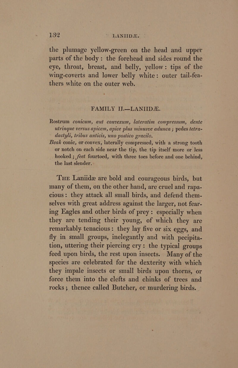 152 ~ LANIIDA. the plumage yellow-green on the head and upper parts of the body: the forehead and sides round the eye, throat, breast, and belly, yellow: tips of the wing-coverts and lower belly white: outer tail-fea- thers white on the outer web. FAMILY IJ.—LANIIDZ. Rostrum conicum, aut convexum, lateratim compressum, dente utrinque versus apicem, apice plus minusve adunca ; pedes tetra- dactyli, tribus anticis, uno postico gracilo. Beak conic, or convex, laterally compressed, with a strong tooth or notch on each side near the tip, the tip itself more or less hooked ; feet fourtoed, with three toes before and one behind, the last slender. Tue Laniide are bold and courageous birds, but many of them, on the other hand, are cruel and rapa- cious: they attack all small birds, and defend them- selves with great address against the larger, not fear- ing Kagles and other birds of prey: especially when they are tending their young, of which they are remarkably: tenacious: they lay five or six eggs, and fly in small groups, inelegantly and with pecipita- tion, uttering their piercing cry: the typical groups feed upon birds, the rest upon insects. Many of the species are celebrated for the dexterity with which they impale insects or small birds upon thorns, or force them into the clefts and chinks of trees and rocks ; thence called Butcher, or murdering birds.