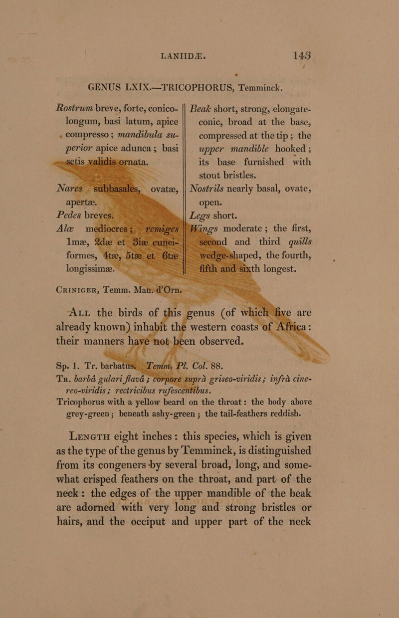 GENUS LXIX.—TRICOPHORUS, Temminck. Rostrum breve, forte, conico- || Beak short, strong, elongate- longum, basi latum, apice conic, broad at the base, . compresso ; mandibula su- compressed at the tip; the pertor apice adunca; basi || wpper mandible hooked ; its base furnished with stout bristles. CT1S ry Aware ong, he Nares — subbk -subb , ovate, |} Nostrils nearly basal, ovate, aperte, open. Pedes breves Legs short. ins moderate ; the first, md and third quills ge-shaped, the fourth, and sixth longest. : Be ae i i are AL the birds of this genus (of which five are ; ~ already known) inhabit the western coasts of Africa : their manners haye not-been observed. Tr. barbd gulari flava ; ; ry ki su reo-viridis ; rectricibus rufescet tibus. Tricophorus with a yellow beard on the throat: the body above grey-green; beneath ashy-green ; the tail-feathers reddish. LeneTu eight inches: this species, which is given as the type of the genus by ‘Temminck, is distinguished from its congeners -by several broad, long, and some- what crisped feathers on the throat, and part: of ‘the neck: the edges of the upper mandible of the beak are adorned with very long and strong bristles or hairs, and the occiput and upper part of the neck