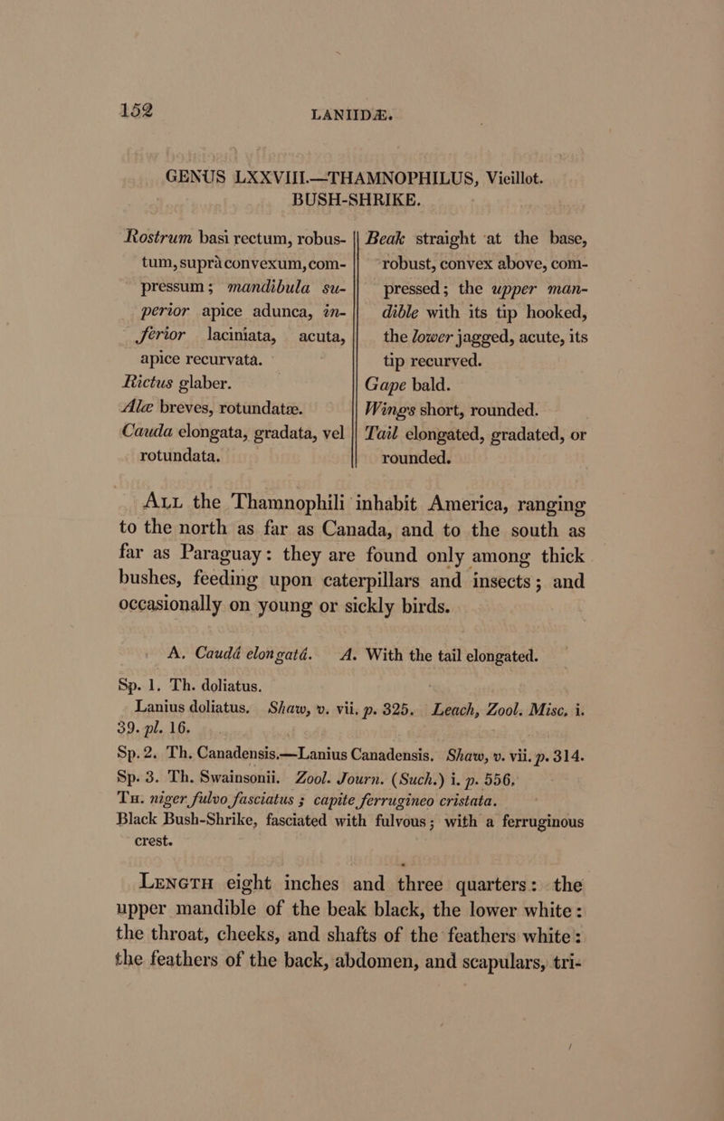 LBZ LANIIDA. GENUS LXXVIII—THAMNOPHILUS, Viceillot. BUSH-SHRIKE. Rostrum basi rectum, robus- || Beak straight ‘at the base, tum, supraconvexum,com- |} “robust, convex above, com- ~ pressum; mandibula su-|| pressed; the upper man- perior apice adunca, in- || dible with its tip hooked, _fertor laciniata, acuta, the lower jagged, acute, its ~ apice recurvata. tip recurved. fictus glaber. Gape bald. Ale breves, rotundatee. Wings short, rounded. Cauda elongata, gradata, vel || Tail elongated, gradated, or rotundata, rounded. Au. the Thamnophili inhabit America, ranging to the north as far as Canada, and to the south as far as Paraguay: they are found only among thick. bushes, feeding upon caterpillars and insects; and occasionally on young or sickly birds. A. Caudd elongatd. A. With the tail elongated. Sp. 1. Th. doliatus. ) Lanius doliatus, Shaw, v. vii. p. 325. Leach, Zool. Mise, i. 39. pl. 16. Sp.2. Th. Canadensis,—Lanius Canadensis, Shaw, v. vii. p. 314. Sp. 3. Th. Swainsonii. Zool. Journ. (Such.) i. p. 556, Tu. niger fulvo fasciatus ; capite ferrugineo cristata. Black Bush-Shrike, fasciated with fulvous; with a ferruginous crest. Leneru eight inches and three quarters: the upper mandible of the beak black, the lower white : the throat, cheeks, and shafts of the feathers white: the feathers of the back, abdomen, and scapulars, tri-