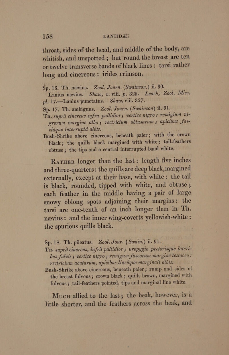 throat, sides of the head, and middle of the body, are whitish, and unspotted ; but round the breast are ten or twelve transverse bands of black lines: tarsi rather long and cinereous : irides crimson. Sp. 16. Th. nevius. Zool. Journ. (Swainson.) i. 90. Lanius nevius. Shaw, v. viii. p. 325. Leach, Zool. Misc. pl. 17.—Lanius punctatus. Shaw, vill. 327. Sp. 17. Th. ambiguus. Zool. Journ. (Swainson) ui. 91. Tu. supra cinereus infra pallidior ; vertice nigro ; remigium ni- grorum margine albo ; rectricium obtusarum ; apicibus fas- cidque interruptd albis. Bush-Shrike above cinereous, beneath paler; with the crown black; the quills black margined with white ; tail-feathers obtuse ; the tips and a central interrupted band white. Raruer longer than the last: length five inches and three-quarters: the quills are deep black,margined externally, except at their base, with white: the tail is black, rounded, tipped with white, and obtuse ; each feather in the middle having a pair of large snowy oblong spots adjoining their margins: the tarsi are one-tenth of an inch longer than in Th. nevius: and the inner wing-coverts yellowish-white : the spurious quills black. Sp. 18. Th. pileatus. Zool. Jour. (Swazn.) ii. 91... Tn. supra cinereus, infra pallidior ; wropygio pectorisque lateri- bus fulvis ; vertice nigro ; remigum fuscorum margine testaceo ; rectricium acutarum, apicibus linedque marginali albis. Bush-Shrike above cinereous, beneath paler ; rump and sides of the breast fulvous; crown black ; quills brown, margined with fulvous ; tail-feathers pointed, tips and marginal line white. Mucus allied to the last; the beak, however, is a little shorter, and the feathers across the beak, and