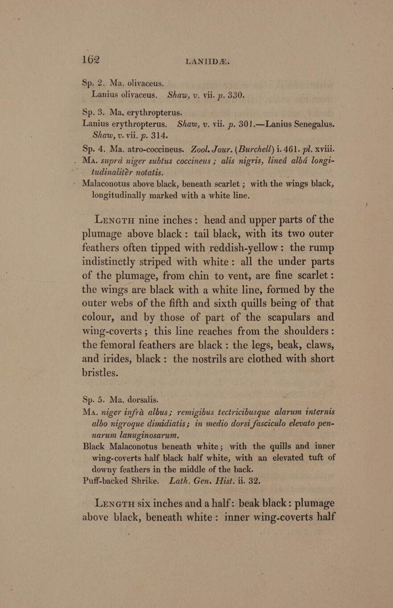 Sp. 2. Ma. olivaceus, Lanius olivaceus. Shaw, v. vii. p. 330. Sp. 3. Ma, erythropterus. Lanius erythropterus. Shaw, v. vii. p. 301.—Lanius Senegalus. Shaw, v. vii. p. 314. Sp. 4. Ma. atro-coccineus. Zool. Jour. (Burchell) i. 461. pl. xviii. . Ma. supra niger subtus coccineus ; alis nigris, lined alba longi- tudinalitér notatis. ; ‘ Malaconotus above black, beneath scarlet ; with the wings black, longitudinally marked with a white line. LrncrTu nine inches: head and upper parts of the plumage above black: tail black, with its two outer feathers often tipped with reddish-yellow: the rump indistinctly striped with white: all the under parts of the plumage, from chin to vent, are fine scarlet : the wings are black with a white line, formed by the outer webs of the fifth and sixth quills being of that colour, and by those of part of the scapulars and wing-coverts ; this line reaches from the shoulders: the femoral feathers are black : the legs, beak, claws, and irides, black: the nostrils are clothed with short bristles. Sp. 5. Ma. dorsalis. Ma. niger infra albus; remigibus tectricibusque alarum internis albo nigroque dimidiatis; in medio dorsi fasciculo elevato pen- narum lanuginosarum. Black Malaconotus beneath white; with the quills and inner wing-coverts half black half white, with an elevated tuft of downy feathers in the middle of the back. Puff-backed Shrike. Lath. Gen. Hist. ti. 32. LenGTH six inches and a half: beak black: plumage above black, beneath white: inner wing-coverts half