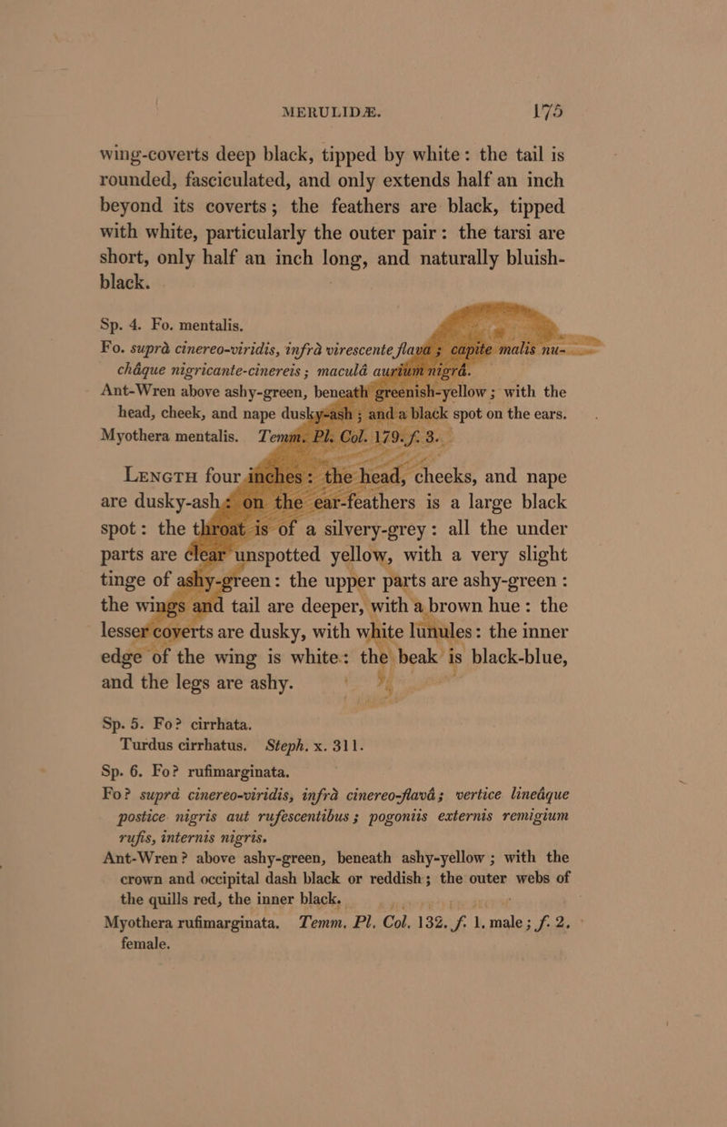 wing-coverts deep black, tipped by white: the tail is rounded, fasciculated, and only extends half an inch beyond its coverts; the feathers are black, tipped with white, particularly the outer pair: the tarsi are short, sic half an inch ink and naturally bluish- black. Sp. 4. Fo. mentalis. Fo. supra cinereo-viridis, infra virescente flava chaque nigricante-cinereis ; maculé a 7a. Ant-Wren above my deeb: cath gre Dont ‘with the head, cheek, and nape dusky a be Myothera mentalis. Temi ae the head, cl Pheeks, and nape _ the ear-f Ateathers is a large black spot: the throat Ot a a silvery-grey : all the under parts are clear’ tinge of ash Lenctu four dt are dusky-as een: the upper parts are ashy-green : the wing 3 tail are deeper, ' with a brown hue: the lesser coy erts are dusky, with white lu lunules: the inner edge ‘of the wing is white: the. beak is black-blue, and the legs are ashy. ¢ ‘3 aes Sp. 5. Fo? cirrhata. Turdus cirrhatus. Steph. x. 311. Sp. 6. Fo? rufimarginata. Fo? supra cinereo-viridis, infra cinereo-flavd; vertice linedque postice. nigris aut rufescentibus ; pogoniis externis remigium rufis, internis nigris. Ant-Wren? above ashy-green, beneath ashy-yellow ; with the crown and occipital dash black or reddish; the outer webs of the quills red, the inner black. Myothera rufimarginata. Temm, Pl, Col. 132, a lL “pa i aes female.