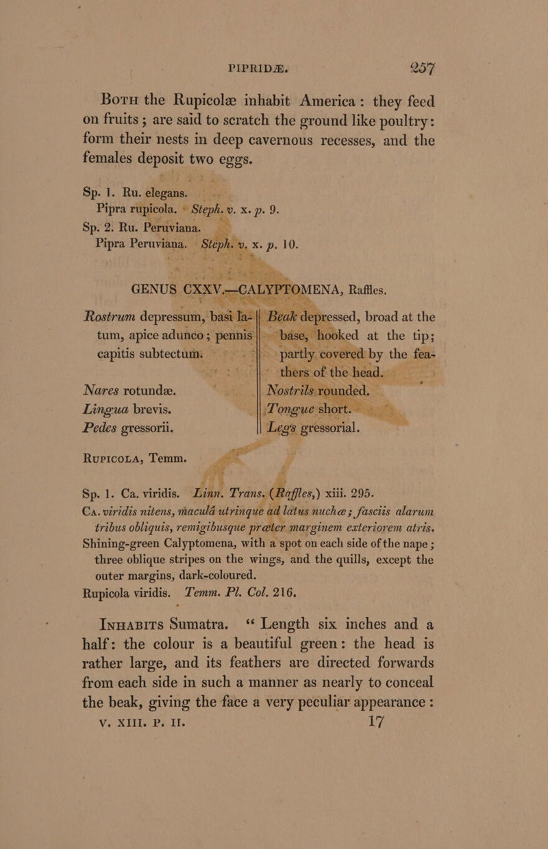 Boru the Rupicole imhabit America: they feed on fruits ; are said to scratch the ground like poultry: form their nests in deep cavernous recesses, and the females deposit two eggs. Sp. 1. Ru. elegans. =. Pipra rupicola. » Steph. v. x. p. 9. Sp. 2. Ru. Peruviana. = a Pipra Peruviana. ee , x. Ba: 10. GEN US CXXV eaurrtons Rafiles. Bia a aa Rostrum depressum, basi Ta- || I tum, apice adunco ; -pennis| |. San et fae the fea- thers of the head. Nostrils rounded. — ‘Tongue short. re Ss. capitis subtectum: Nares rotunde. Lingua brevis. Pedes gressorii. hy a Legs _gressorial. nyee~ RupicoLta, Temm. es Sp. 1. Ca. viridis. Linn. Trans. (Rafles,) xiii. 295. Ca. viridis nitens, maculé utringue ad latus nuche ; 3 fasctis alarum tribus obliquis, remigibusque preter marginem exteriorem atris. Shining-green Calyptomena, with a spot on each side of the nape ; three oblique stripes on the wings, and the quills, except the outer margins, dark-coloured. Rupicola viridis. Temm. Pl. Col. 216. Inuasits Sumatra. ‘ Length six inches and a half: the colour is a beautiful green: the head is rather large, and its feathers are directed forwards from each side in such a manner as nearly to conceal the beak, giving the face a very peculiar appearance :