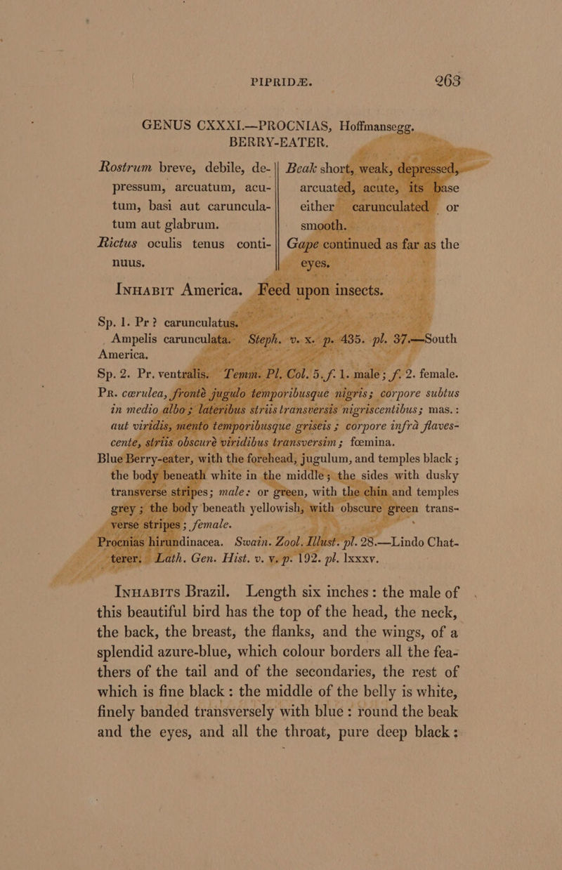 GENUS CXXXI—PROCNIAS, Hoffmansegg. BERRY-EATER. ele Rostrum breve, debile, de- pressum, arcuatum, acu- tum, basi aut caruncula- tum aut glabrum. Rictus oculis tenus conti- nuus. INHABIT SR FE Sp. 1. Pr? Seki Ampelis carunculs America. : te i 3 fi 2. female. 4 corpore subtus oi mas. Inuapsirs Brazil. Length six inches: the male of this beautiful bird has the top of the head, the neck, the back, the breast, the flanks, and the wings, of a splendid azure-blue, which colour borders all the fea- thers of the tail and of the secondaries, the rest of which is fine black : the middle of the belly 1 is white, finely banded transversely with blue : round the beak and the eyes, and all the throat, pure deep black: