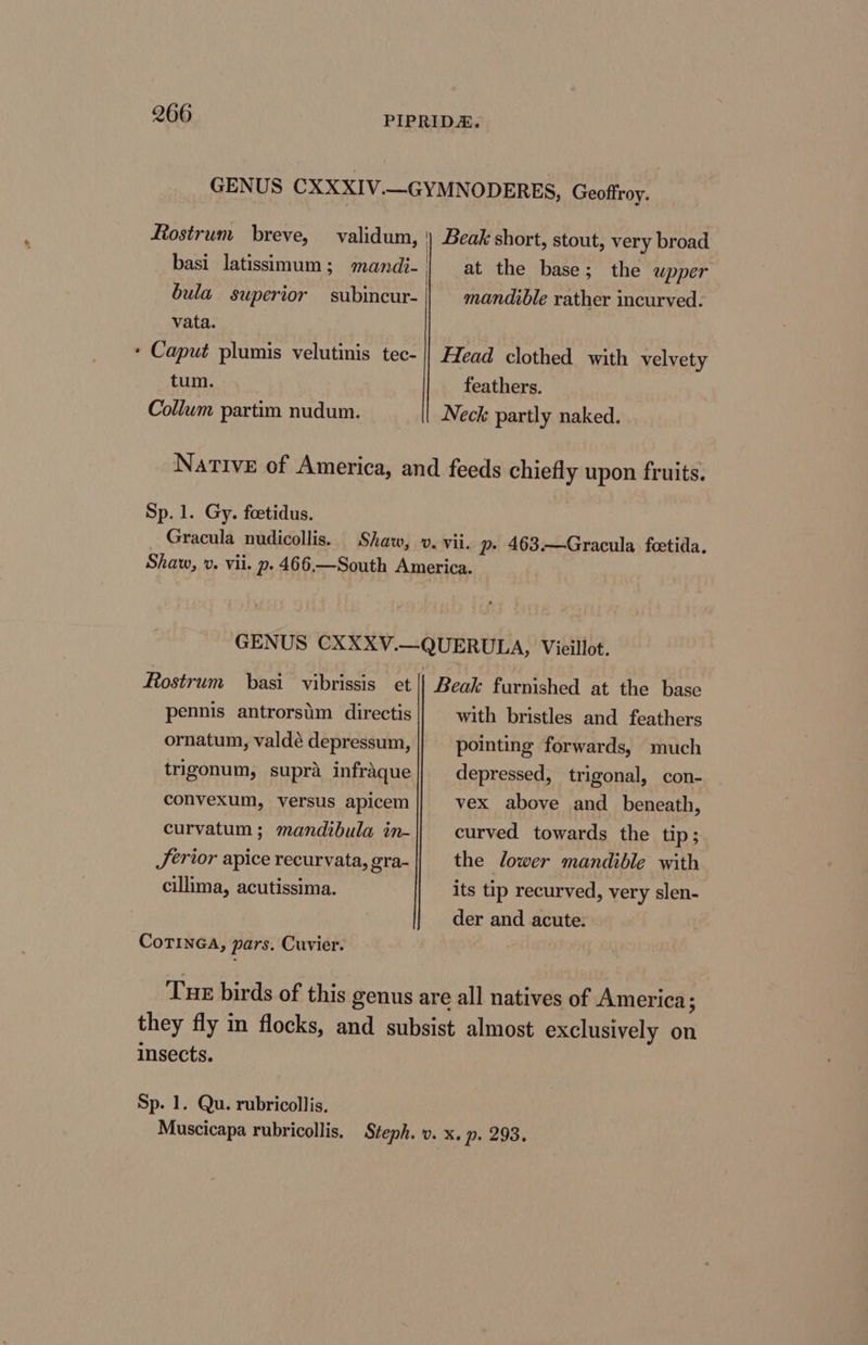 Rostrum breve, validum, bula superior subincur- vata. ‘ Caput plumis velutinis tec- tum. Collum partim nudum. at the base; the wpper mandible rather incurved. Head clothed with velvety feathers. Neck partly naked. Sp. 1. Gy. foetidus. Gracula nudicollis. Rostrum basi vibrissis et pennis antrorstim directis ornatum, valdé depressum, trigonum, supra infraque convexum, versus apicem curvatum; mandibula in- Jerior apice recurvata, gra- cillima, acutissima. CoTINGA, pars. Cuvier. Beak furnished at the base with bristles and feathers pointing forwards, much depressed, trigonal, con- vex above and beneath, curved towards the tip ; the lower mandible with its tip recurved, very slen- der and acute. insects. Sp. 1. Qu. rubricollis.