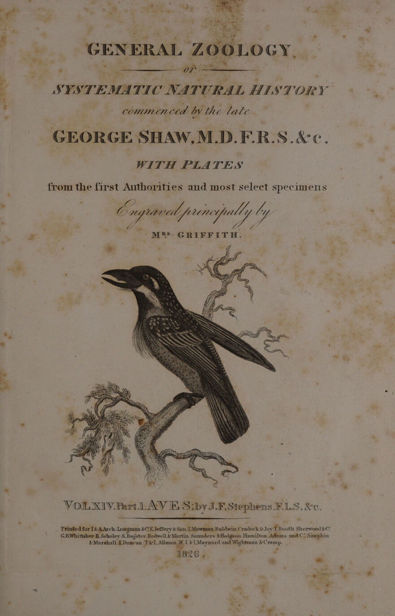 COMMUN ced by th e late GEORGE SHAW,M.D.F.R.S.&amp;c. WITH PLATES from the first Authorities and most select specimens ° ? . ; Bon a sat teenetpully of Lf . . Vins . See is -M®S- GRIFFITH. VOLNIV.Part. LAY E S;byJ.F.Stephens.F.LS, &amp;c, ’ Printed for 1% A Arch:Longman &amp;C:E Jeffery &amp; Son: Mawman Baldwin Cradock &amp;J oy LB ooth Sherwood LC: G.BWhittaker-R .Scholey:S. Bagster: Rodwell &amp; Martin: Saunders &amp; Hodgson: Hamilton, Adams and ©° Simpkin &amp; Marshall Duncan. omer a &amp;L Maynard and Wightman &amp;Cramrp. . - - 182 G6 2 ‘  7 2 ~ ~ -  = al ath ‘ ~ - . % ° 7 * gt ad a “*’ '