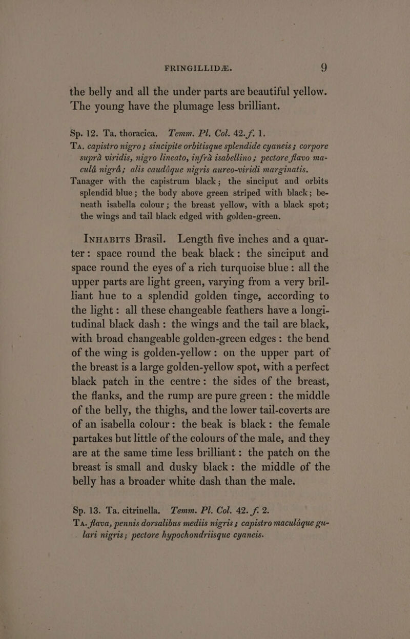 the belly and all the under parts are beautiful yellow. The young have the plumage less brilliant. Sp. 12. Ta, thoracica. Temm. Pl. Col. 42.f. 1. Ta. capistro nigro; sincipite orbitisque splendide cyanets ; corpore supra viridis, nigro lineato, infra isabellino; pectore flavo ma- culé nigré; alis caudaque nigris aureo-viridi marginatis. Tanager with the capistrum black; the sinciput and orbits splendid blue; the body above green striped with black; be- neath isabella colour ; the breast yellow, with a black spot; the wings and tail black edged with golden-green. Innasits Brasil. Length five inches and a quar- ter: space round the beak black: the sinciput and space round the eyes of a rich turquoise blue: all the upper parts are light green, varying from a very bril- liant hue to a splendid golden tinge, according to the light: all these changeable feathers have a longi- tudinal black dash: the wings and the tail are black, with broad changeable golden-green edges : the bend of the wing is golden-yellow: on the upper part of the breast is a large golden-yellow spot, with a perfect black patch in the centre: the sides of the breast, the flanks, and the rump are pure green: the middle of the belly, the thighs, and the lower tail-coverts are of an isabella colour: the beak is black: the female partakes but little of the colours of the male, and they are at the same time less brilliant: the patch on the breast is small and dusky black: the middle of the belly has a broader white dash than the male. Sp. 13. Ta. citrinella. Temm. Pl. Col. 42. f. 2. Ta. flava, pennis dorsalibus mediis nigris 3 capistro maculdque gu- . lari nigris; pectore hypochondrisque cyaneis.