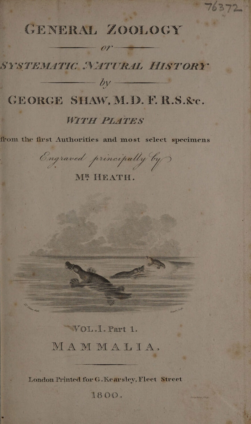 hy Oh Gc LOU | een SYSTEMATIC. NATURAL HISTORY | Be ME ; GEORGE SHAW, M.D. FL RUS. &amp;c. ’ ) ‘ ‘ WITH PLATES from the first Authorities and most select specimens Ong raved’ f~rretpalt ly / yy on oer Za M® HEATH. bee Hl f . y s : 1800 : a 4 bY J Rims henna Sor. we - Seid his