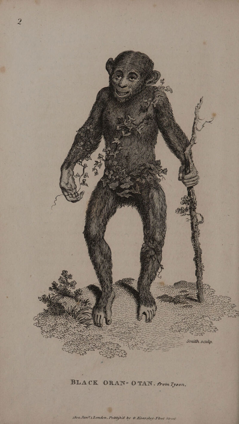 i ) iM iM i t} . BLACK ORAN- OTAN. trom Tyson , 1604 Jan’ 1Londor, Publjha by 6. Kearsley, Fi leet Sirved