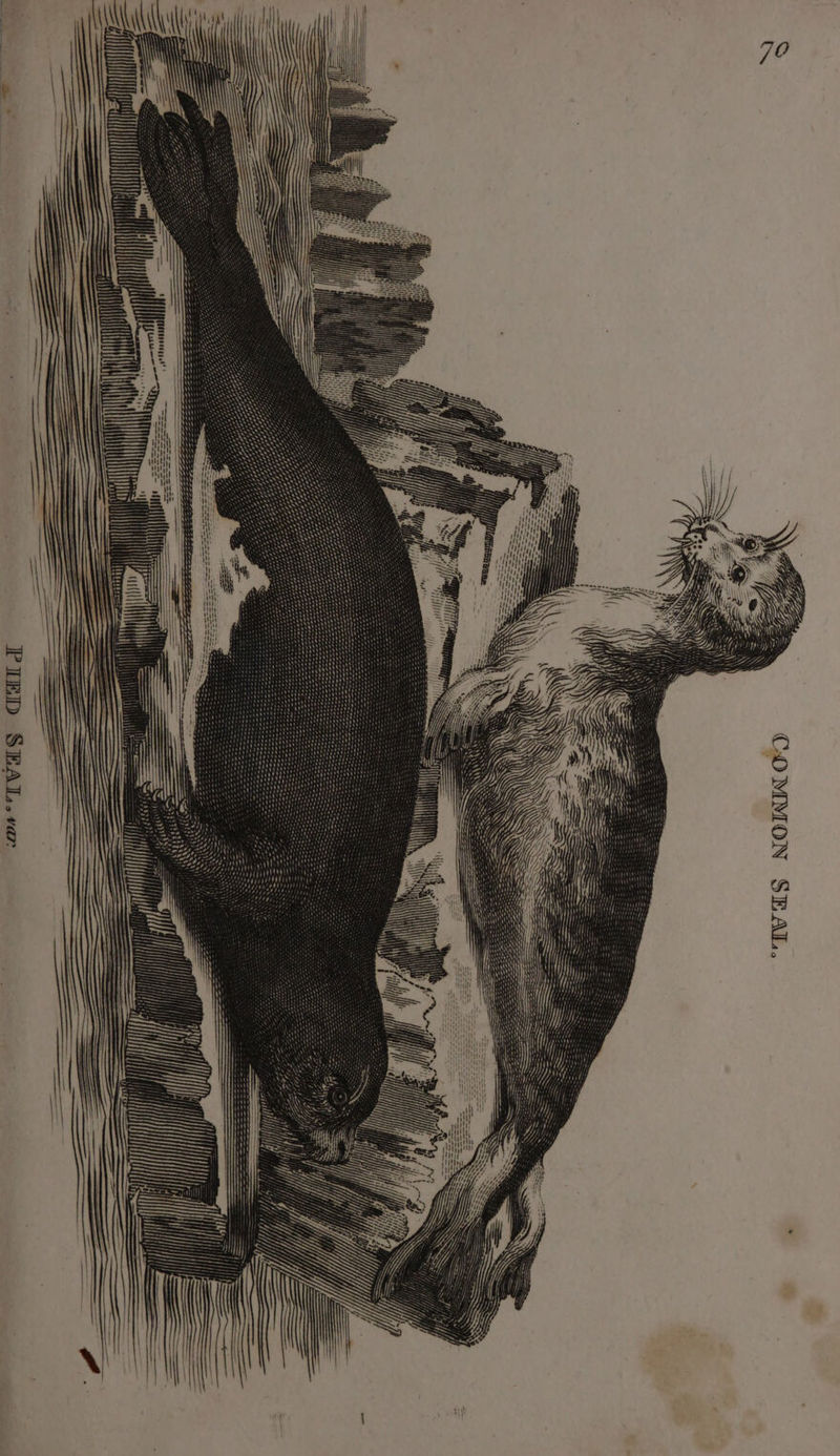 COMMON SEAL. 70 — == A R) S SS = —S- -S= —- ‘ &gt;) SS . See eS f ot ae ——— } pee Lia — aad PIED SEAL. va: