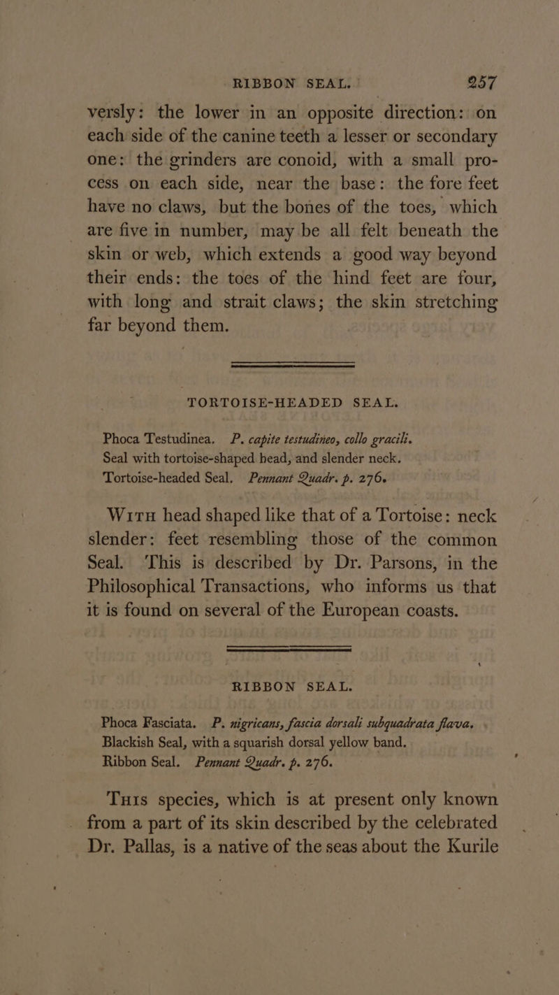 versly: the lower in an opposite direction: on each side of the canine teeth a lesser or secondary one: the grinders are conoid, with a small pro- cess on each side, near the base: the fore feet have no claws, but the bones of the toes, which are five in number, may be all felt beneath the skin or web, which extends a good way beyond their ends: the toes of the hind feet are four, with long and strait claws; the skin stretching far beyond them. TORTOISE-HEADED SEAL. Phoca Testudinea. P. capite testudineo, collo gracili. Seal with tortoise-shaped head, and slender neck. Tortoise-headed Seal. Pennant Quadr. p. 276. Wirn head shaped like that of a Tortoise: neck slender: feet resembling those of the common Seal. This is described by Dr. Parsons, in the Philosophical Transactions, who informs us that it is found on several of the European coasts. RIBBON SEAL. Phoca Fasciata. P. nigricans, fascia dorsali subquadrata flava. Blackish Seal, with a squarish dorsal yellow band. Ribbon Seal. Pennant Quadr. p. 276. Tuis species, which is at present only known from a part of its skin described by the celebrated Dr. Pallas, is a native of the seas about the Kurile