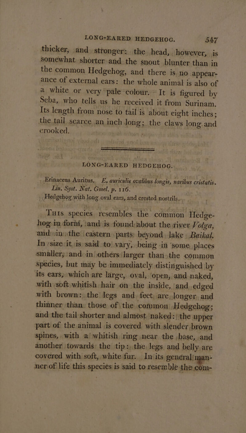 LONG-EARED HEDGEHOG. 5A7 thicker, and stronger: the head, however, is somewhat shorter and the snout blunter than in the common Hedgehog, and there is. no appear- ance of external ears: the whole animal is also of a white or very “pale colour. © It is figured by Seba, who tells us he received it from Surinam. Its length from nose to tail is about eight inches; the tail scarce an inch long; the claws long. and crooked. ' EE LONG-EARED HEDGEHOG. -Erinaceus Auritus. E, auriculis ovalibus longis, navibus cristatis. Lin, Syst. Nat. Gmel. p. 116. | - Hedgehog with long oval ears, and crested nostrils, _ Tuts species resembles the common Hedge- hog in forni, ‘and is found:about the river Volva, and:inthe eastern parts) beyond. lake | Baikal. In size it, is said to vary, being in ‘some. places smaller; andoin others larger than the common species, but may be immediately distinguished by its ears, which are large, oval, open, and naked, with ‘soft whitish hair on the inside, ‘and edged with brown: the legs and. feet, are, longer. and thinner ‘than: those of the common Hedgehog; and the tail shorter and almost ‘naked: | the upper part of the animal is covered with slender brown spines, with a! whitish ring near the ,base, and another towards the tip: the. legs and belly are covered with soft, white fur. In its genérali1 an- ner of life this species is said to resemble the com-