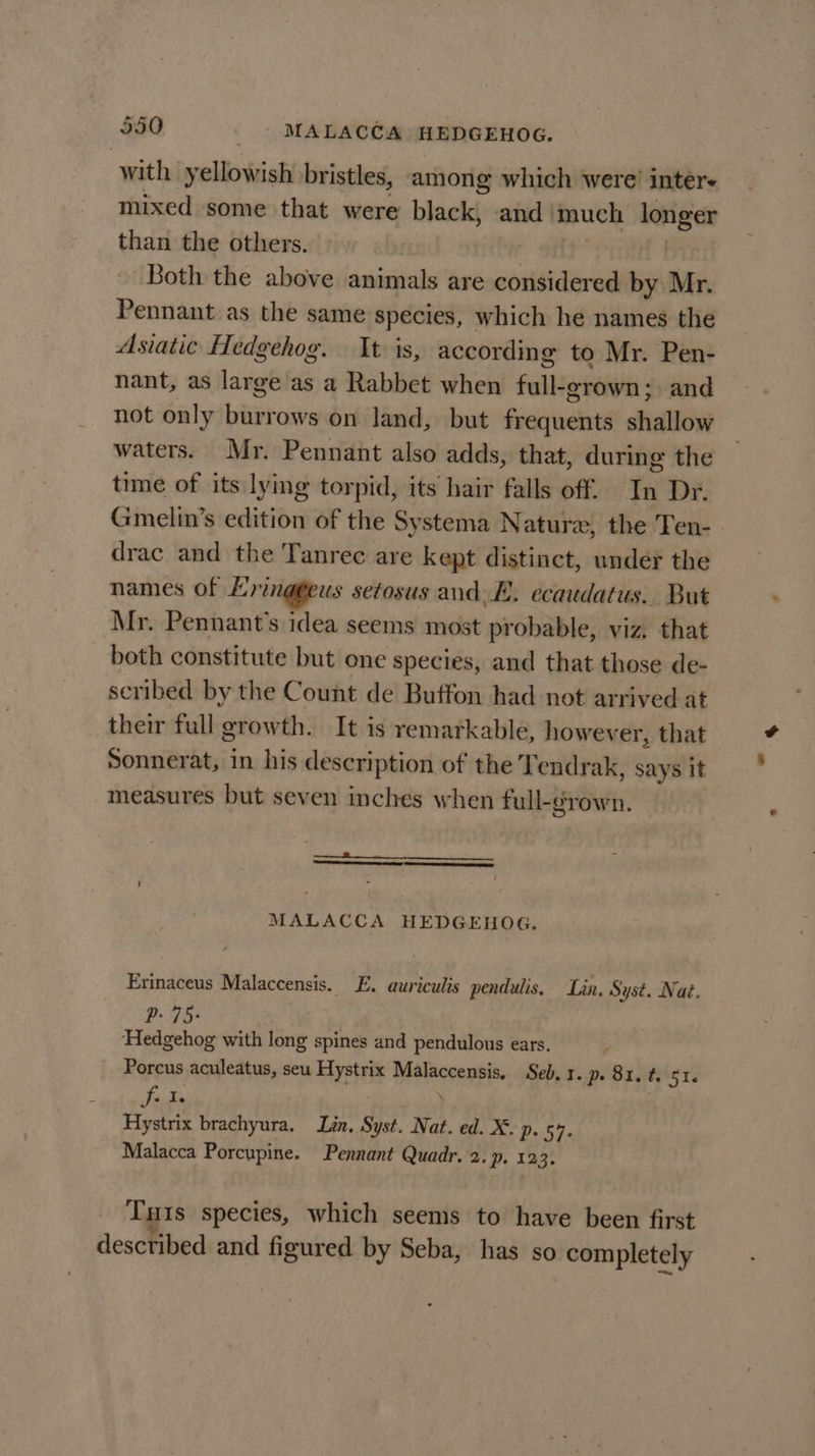 350 _ | MALACCA HEDGEHOG. with yellowish bristles, among which were’ inters mixed some that were black: and | much loriger than the others. Both the above animals are considered by Mr. Pennant as the same species, which he names the Asiatic Hedgehog. It is, according to Mr. Pen- nant, as large as a Rabbet when full-grown;. and not only burrows on land, but frequents shallow waters. Mr. Pennant also adds, that, during the time of its lymg torpid, its hair falls off. tae Dr. Gmelin’s edition of the Systema Natura, the Ten- drac and the Tanrec are kept distinct, under the names of Hring@eus setosus and,E. ecaudatus.. But Mr. Pennant’s idea seems most probable, viz, that both constitute but one species, and that those de- scribed by the Count de Buffon had not arrived at their full growth. It is remarkable, howev er, that Sonnerat, in his description of the T endrak, says it measures but seven inches when Ful an Guhn: MALACCA HEDGEHOG. Erinaceus Malaccensis. E. auriculis pendulis, Lin. Syst. Nat. P. 75: ‘Hedgehog with long spines and pendulous ears. Porcus aculeatus, seu Hystrix Malaccensis, Seb, 3. pe Sr 6tor Fak ; Hystrix brachyura, Lin. Syst. Nat. ed. X. p. Te Malacca Porcupine. Pennant Quadr. 2. p. 123. Tuts: species, which seems to have been first descfibed and figured by Seba, has so completely