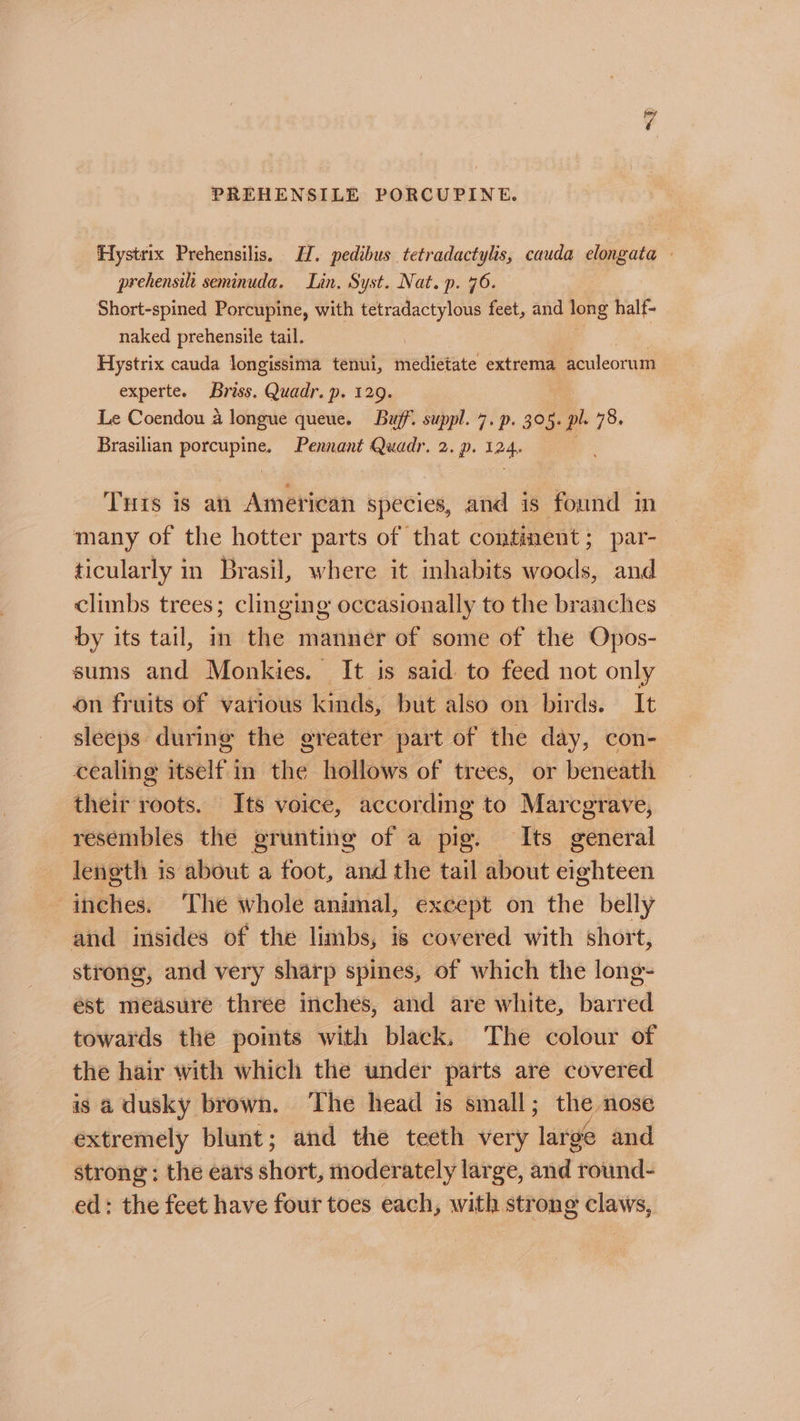 PREHENSILE PORCUPINE. Hystrix Prehensilis, IH. pedibus tetradactylis, cauda elongata - prehensili seminuda. Lin. Syst. Nat. p. 76. Short-spined Porcupine, with tetradactylous feet, and 1ons half- naked prehensile tail. Hystrix cauda longissima tenui, medietate extrema aculeorum experte. Briss. Quadr. p. 129. Le Coendou a longue queue. Buff. suppl. 7. p. 305. pl. 78, Brasilian porcupine, Pennant — 2. p. 12g: Tuts is an American species, and is found in many of the hotter parts of that continent; par- ticularly in Brasil, where it inhabits woods, and climbs trees; clinging occasionally to the branches by its tail, in the manner of some of the Opos- sums and Monkies. It is said to feed not only on fruits of various kinds, but also on birds. It sleeps during the greater part of the day, con- cealing resol f in the hollows of trees, or beneath theli- roots. Its voice, according to Marcegrave, resembles the grunting of a pig. Its seneral leneth is about a foot, aid the tail about eighteen 7 ihehes: The whole animal, except on the’ belly and insides of the limbs, is covered with short, strong, and very sharp spines, of which the long- est measure three inches, and are white, barred towards the points with black. The colour of the hair with which the under parts are covered is a dusky brown. The head is small ; the nose extremely blunt; and the teeth very large and strong; the ears short, moderately large, and round- ed: the feet have four toes each, with strong claws,