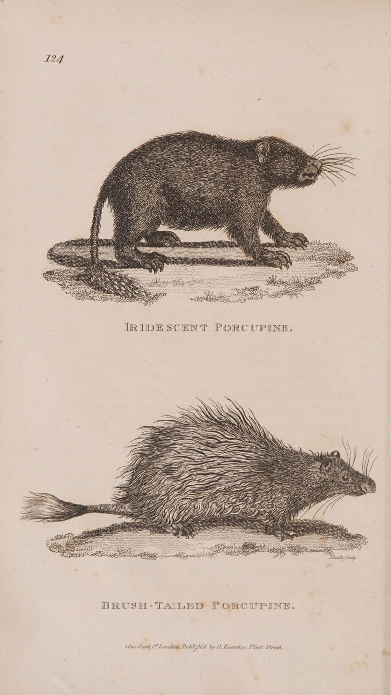 124 Heath eudp BRUSH-TAILED PORCUPINE. 1801 Jari London Publijh'd by GC. Kearsley. Fleet Street.