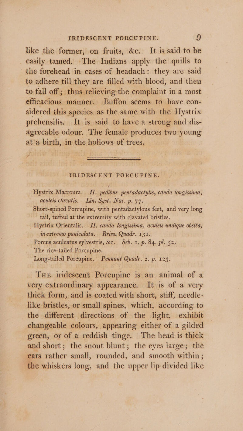 like the former, on fruits, &amp;c. It is said to be _ easily tamed. The Indians apply the quills to the forehead in cases of headach: they are said to adhere till they are filled with blood, and then to fall off; thus relieving the complaint in a most efficacious manner. Buffon seems to have con- sidered this species as the same with the Hystrix prehensilis. It is said to have a strong and dis- agreeable odour. The female produces two young at/a birth, in the hollows of trees. TRIDESCENT PORCUPINE. Hystrix Macroura. #H. pedibus pentadactylis, cauda longissima, aculeis clacatis. Lin. Syst. Nat. p. 77. Short-spined Porcupine, with pentadactylous feet, and very long tail, tufted at the extremity with clavated bristles. 3 _ Hystrix Orientalis. H. cauda longissima, aculeis undique obsita, zn extremo pamculata. Briss, Quadr, 131. Porcus aculeatus sylvestris, &amp;c. Seb. 1. p. 84. pl. 52. The rice-tailed Porcupine. Long-tailed Porcupine. Pennant Quadr. 2. p. 123. Tue iridescent Porcupine is an animal of a very extraordinary appearance. It is of a very thick form, and is coated with short, stiff, needle- like bristles, or small spines, which, according to the different directions of the light, exhibit changeable colours, appearing either of a gilded green, or of a reddish tinge. The head is thick and short; the snout blunt; the eyes large; the ears rather small, rounded, and smooth within ; the whiskérs long, and the upper lip divided like