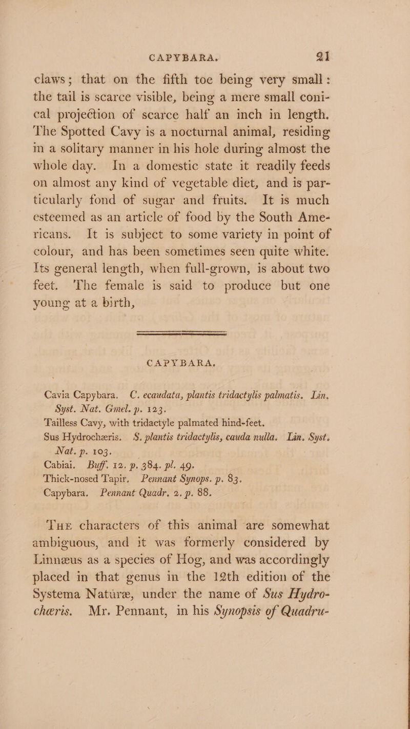 claws; that on the fifth toe being very small : the tail is scarce visible, being a mere small coni- cal projection of scarce half an inch in length. The Spotted Cavy is a nocturnal animal, residing im a solitary manner in his hole during almost the whole day. In a domestic state it readily feeds on almost any kind of vegetable diet, and is par- ticularly fond of sugar and fruits. It is much esteemed as an article of food by the South Ame- ricans. It is subject to some variety in point of colour, and has been sometimes seen quite white. Its general length, when full-grown, is about two feet. ‘The female is said to produce but one young at a birth, 7 _ CAPYBARA, Cavia Capybara. C. ecaudata, plantis tridactylis palmatis. Lin. Syst. Nat. Gmel. p. 123. Tailless Cavy, with tridactyle palmated hind-feet. Sus Hydrocheris. S$. plantis tridactylis, cauda nulla. Lin. Syst. Nat. p. 103. Cabiai. Buff. 12. p. 384. pl. 49. Thick-nosed Tapir, Pennant Synops. p. 83. Capybara. Pennant Quadr. 2. p. 88. Tue characters of this animal are somewhat ambiguous, and it was formerly considered by Linneus as a species of Hog, and was accordingly placed in that genus in the 12th edition of the Systema Nature, under the name of Sus Hydro- cheris. Mr. Pennant, in his Synopsis of Quadru-