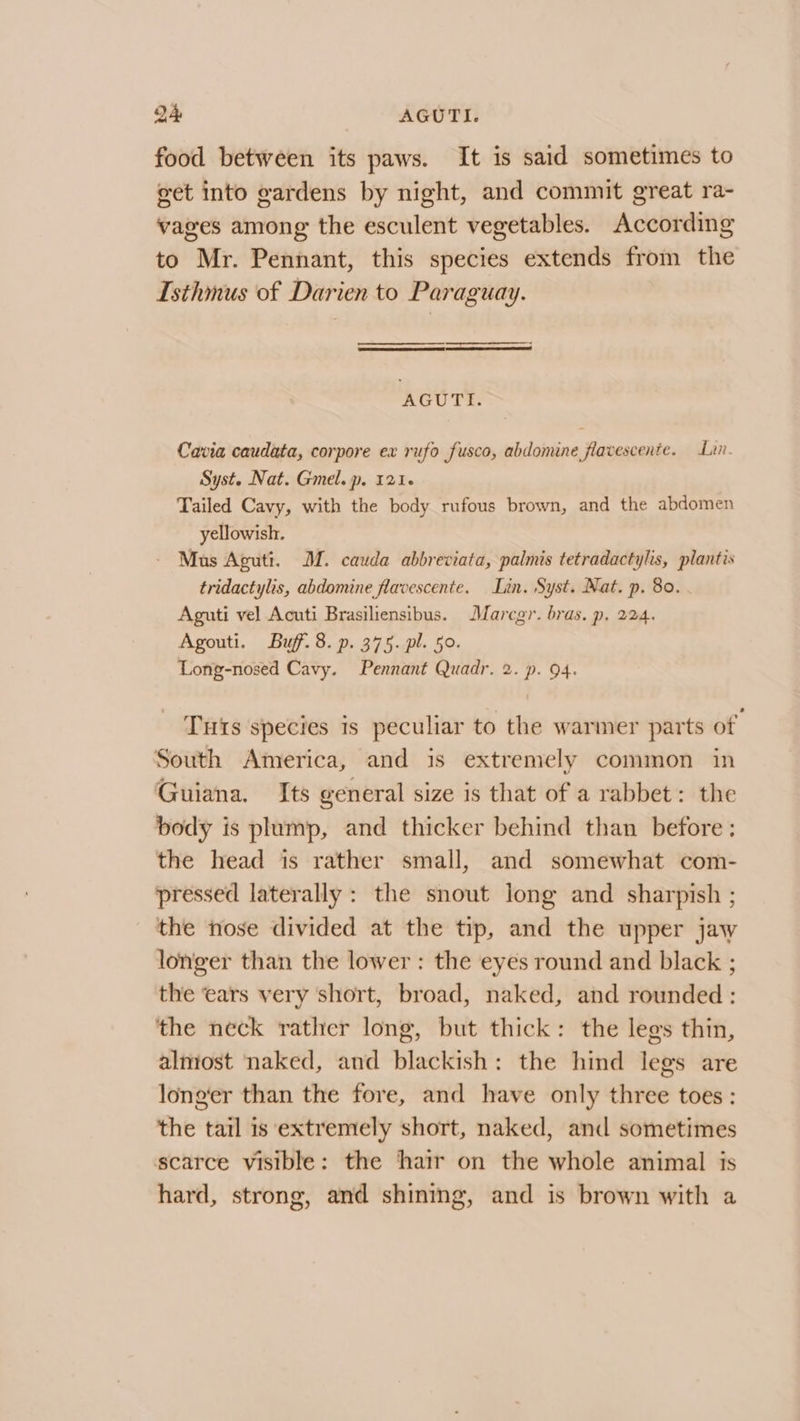 D4 AGUTI. food between its paws. It is said sometimes to eet into gardens by night, and commit great ra- vages among the esculent vegetables. According to Mr. Pennant, this species extends from the Isthmus of Darien to Paraguay. AGUTI. Cavia caudata, corpore ex rufo fusco, abdomine flavescente. Lin. Syst. Nat. Gmel. p. 1216 Tailed Cavy, with the body rufous brown, and the abdomen yellowish. Mus Aguti, MM. cauda abbreviata, palmis tetradactylis, plantis tridactylis, abdomine flavescente. Lin. Syst. Nat. p. 80. Aguti vel Acuti Brasiliensibus. Maregr. bras. p. 224. Agouti. Buff. 8. p. 375. pl. 50. Long-nosed Cavy. Pennant Quadr. 2. p. 94. Tuts species is peculiar to the warmer parts of South America, and 1s extremely common in Guiana. Its general size is that of a rabbet : the body is plump, and thicker behind than before: the head is rather small, and somewhat com- pressed laterally : the snout long and sharpish ; the nose divided at the tip, and the upper jaw longer than the lower : the eyes round and black ; the ears very short, broad, naked, and rounded: the neck rather long, but thick: the legs thin, almost naked, and blackish: the hind legs are longer than the fore, and have only three toes: the tail is ‘extremely short, naked, and sometimes scarce visible: the hair on the whole animal is hard, strong, and shining, and is brown with a